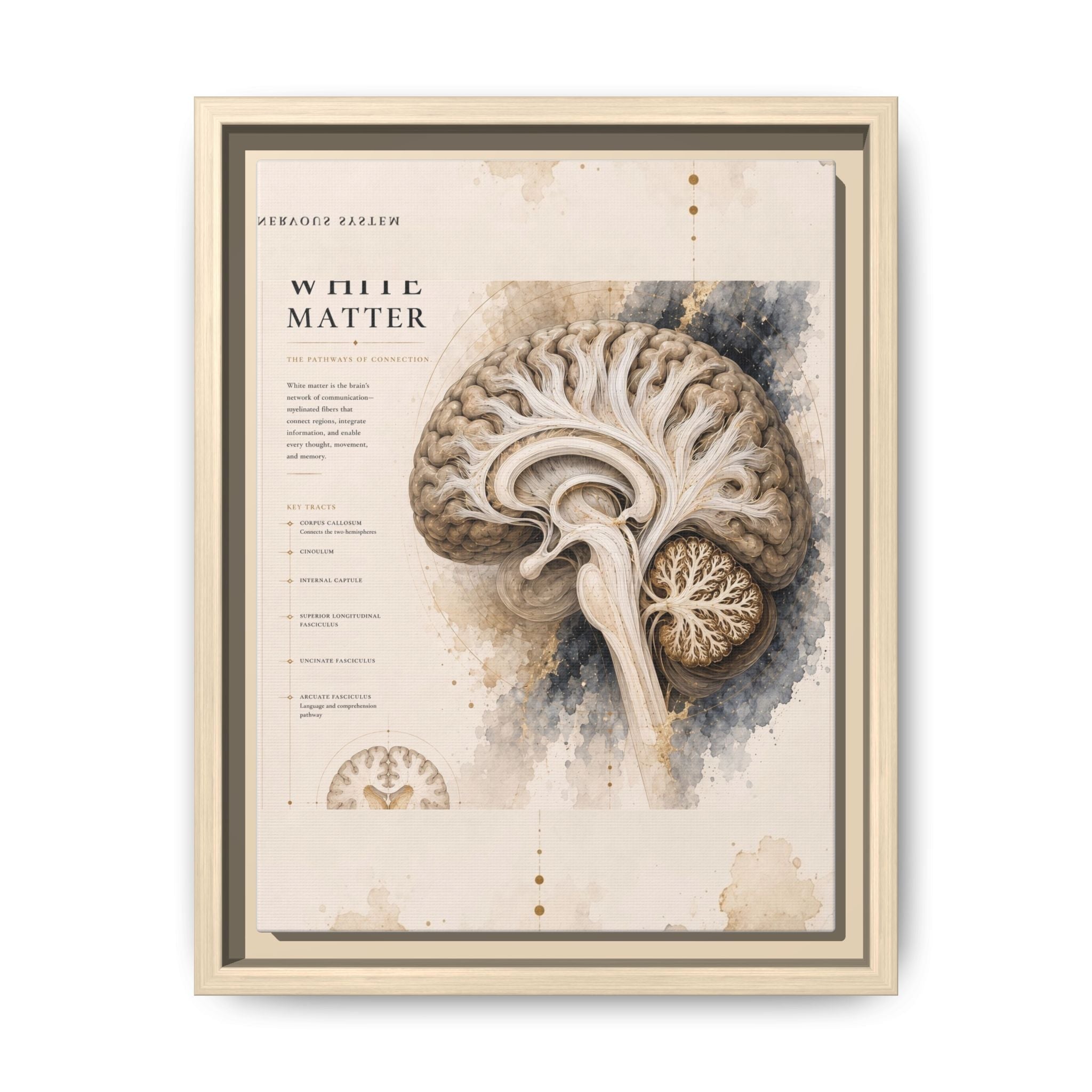 White Matter Brain Wall Art | Luxury Neuroscience Canvas Print | Museum-Inspired Fine Art
