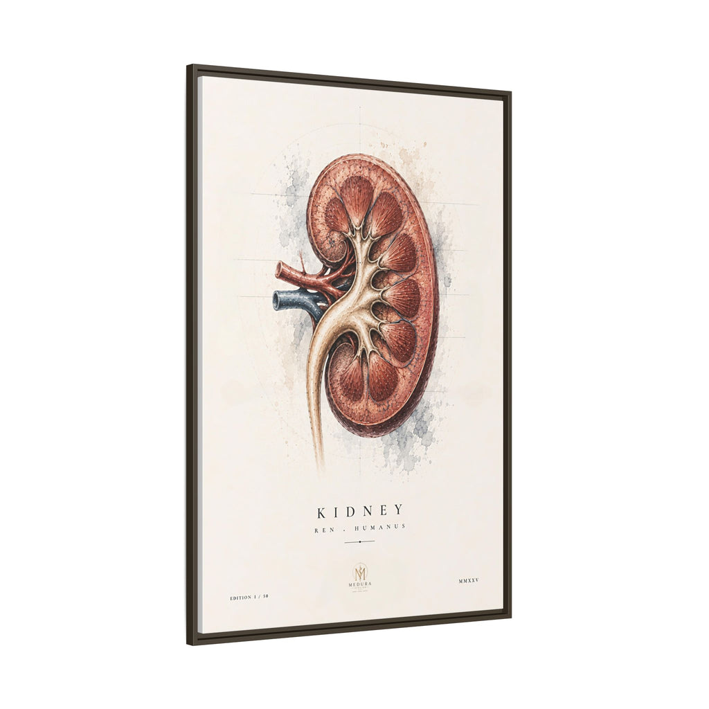 Anatomical Kidney Wall Art | Luxury Nephrology Canvas Print | Museum-Inspired Fine Art