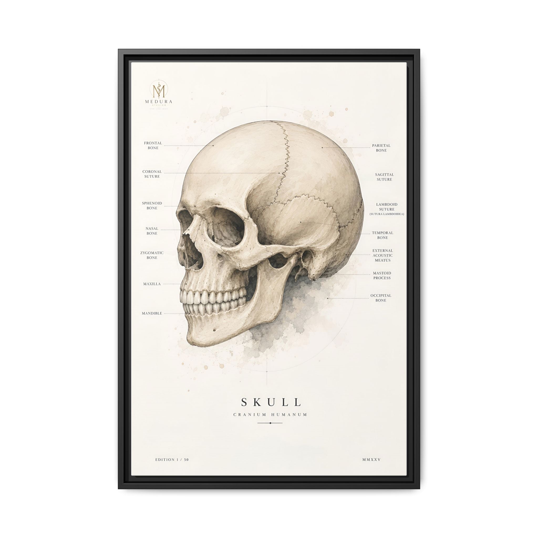 Anatomical Skull Wall Art | Luxury Medical Canvas Print | Museum-Inspired Fine Art
