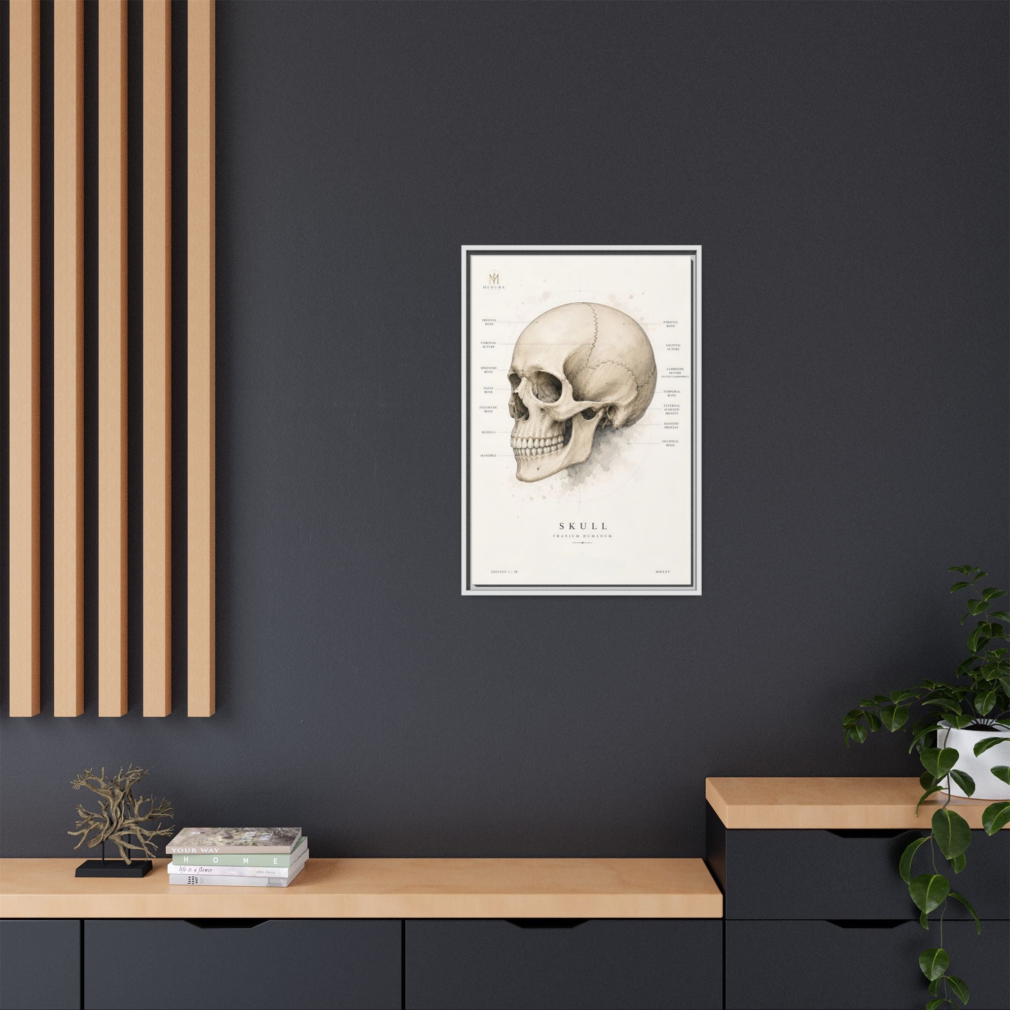 Anatomical Skull Wall Art | Luxury Medical Canvas Print | Museum-Inspired Fine Art