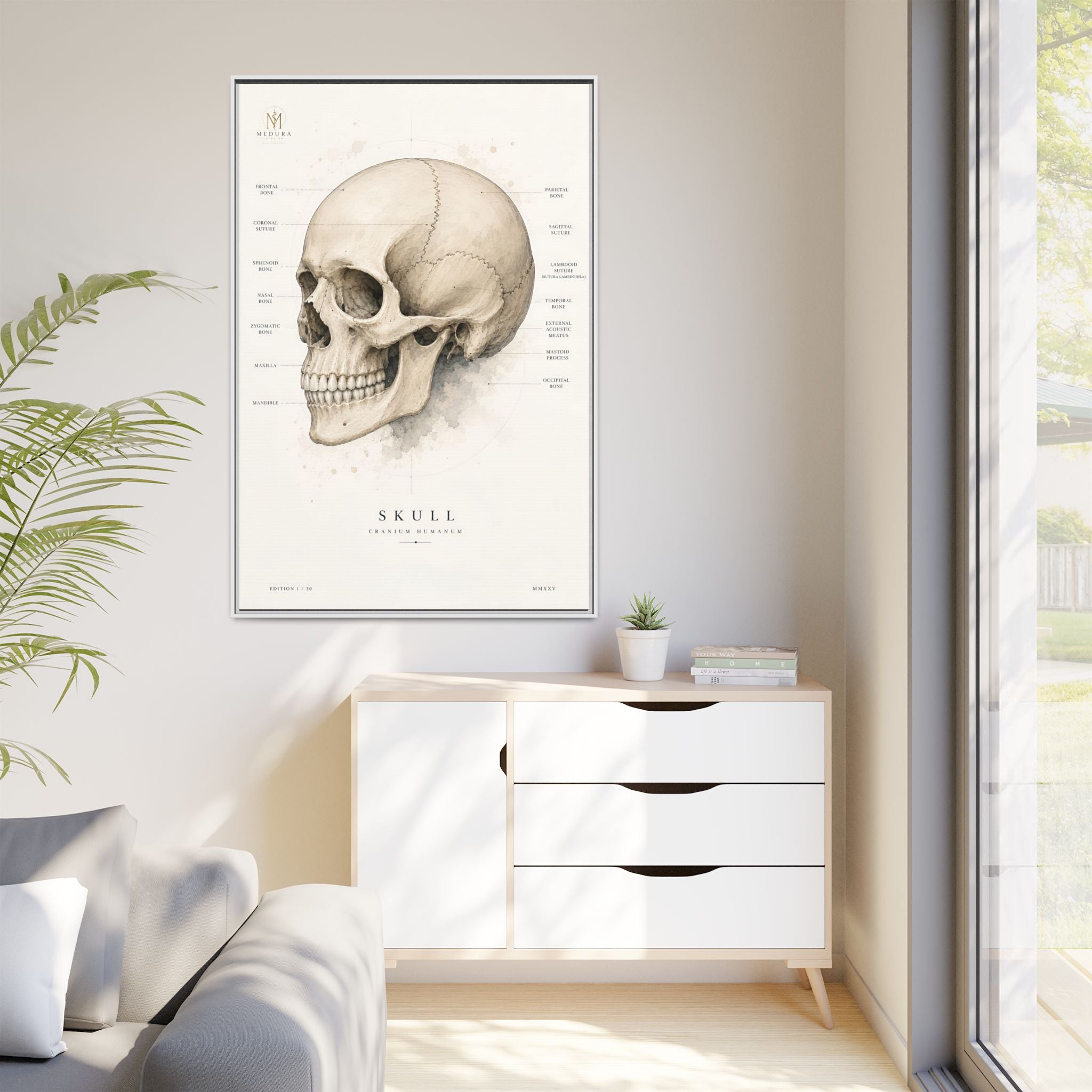 Anatomical Skull Wall Art | Luxury Medical Canvas Print | Museum-Inspired Fine Art