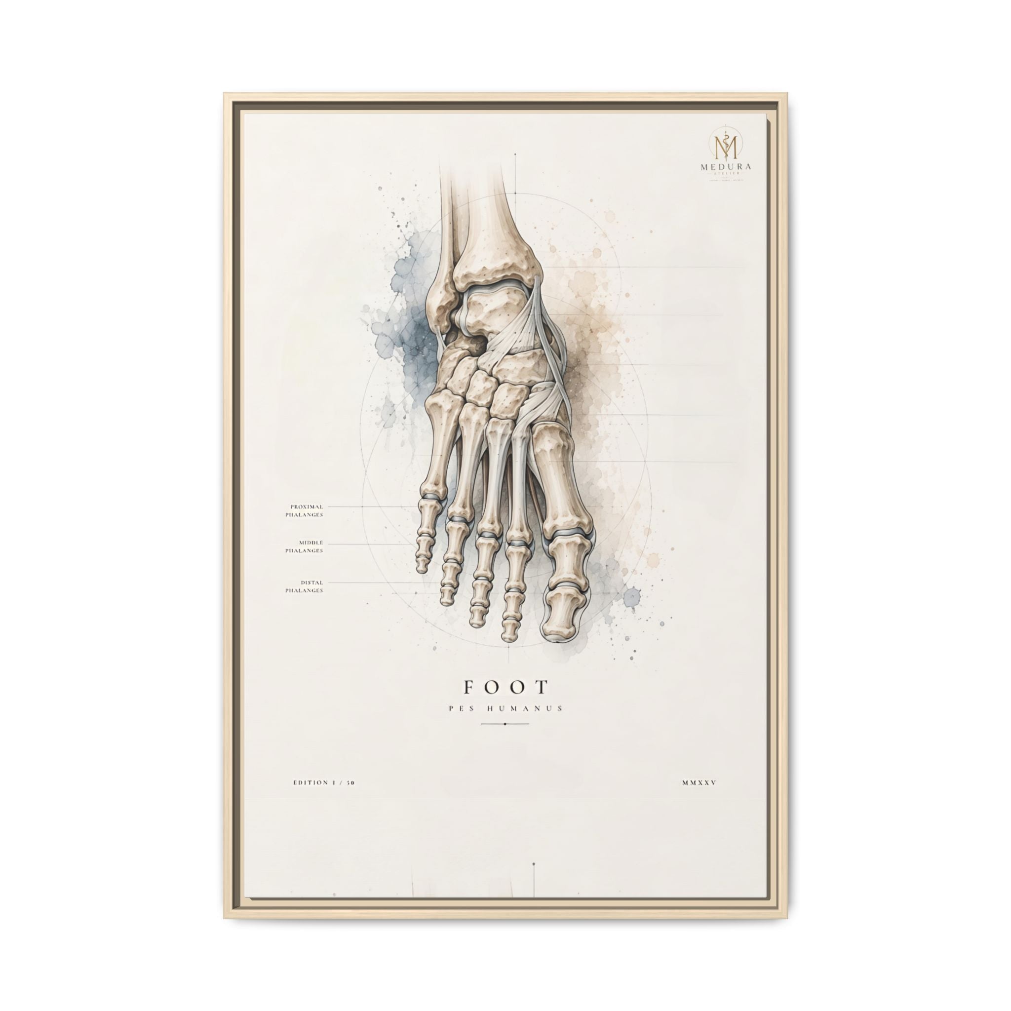 Anatomical Foot Skeleton Wall Art | Luxury Podiatry Canvas Print | Museum-Inspired Fine Art