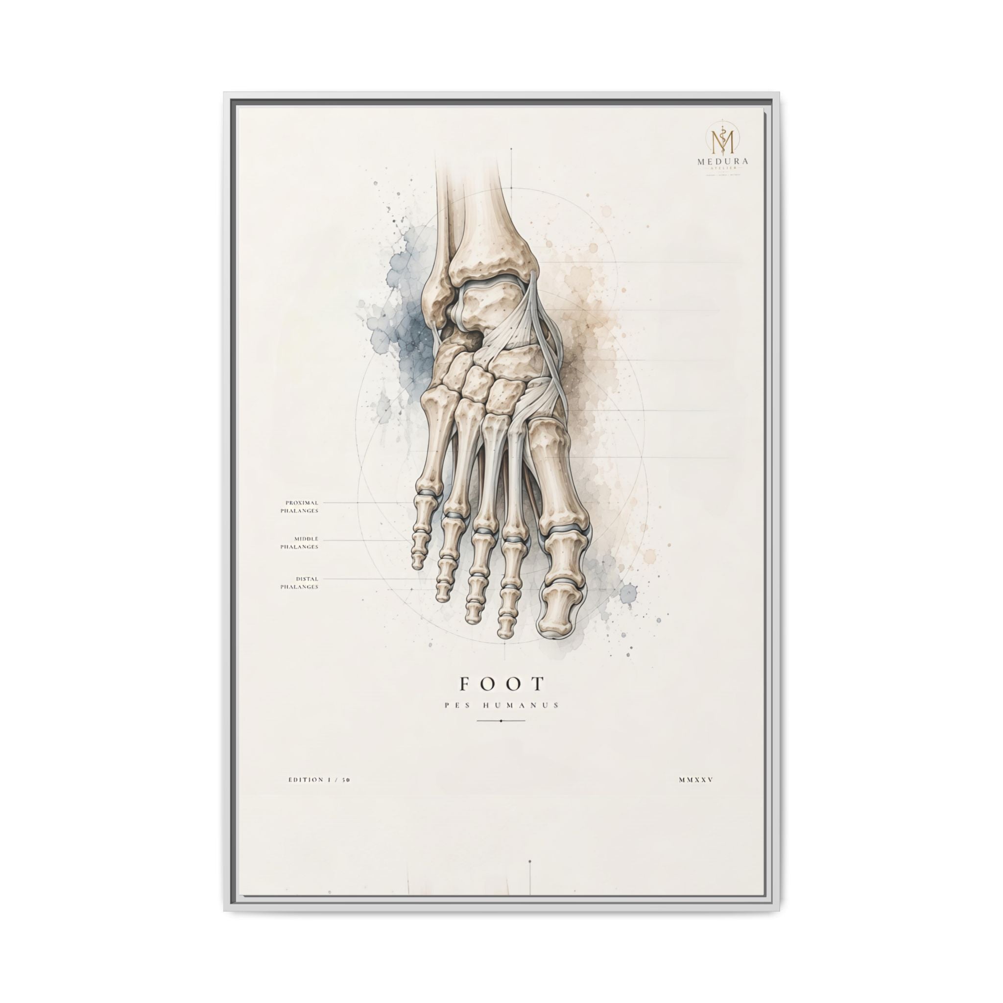 Anatomical Foot Skeleton Wall Art | Luxury Podiatry Canvas Print | Museum-Inspired Fine Art