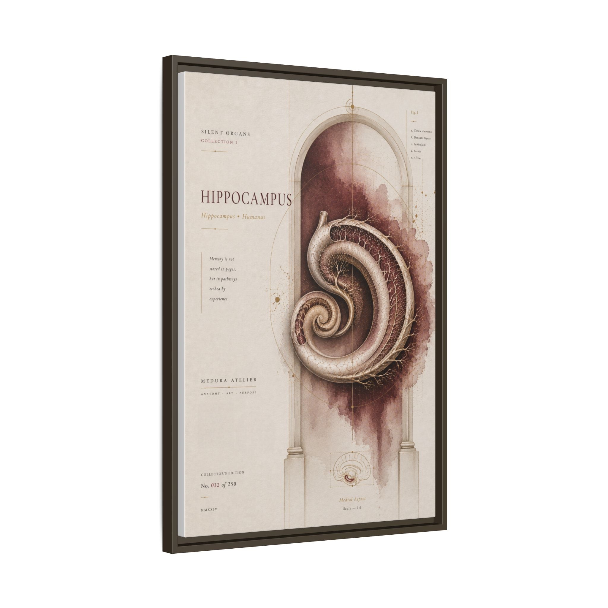 Silent Organs – Hippocampus Wall Art | Luxury Neuroscience Canvas Print | Museum-Inspired Fine Art