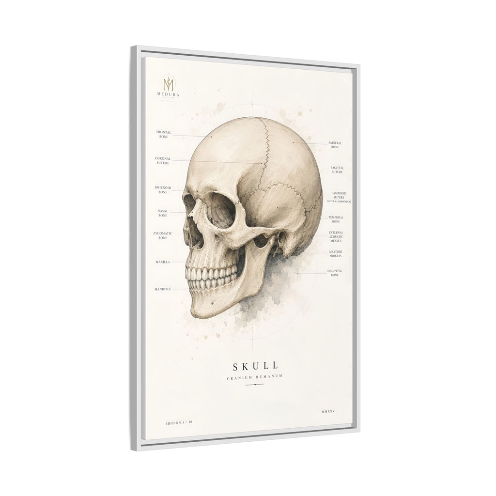 Anatomical Skull Wall Art | Luxury Medical Canvas Print | Museum-Inspired Fine Art