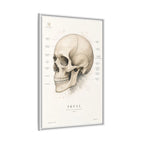 Anatomical Skull Wall Art | Luxury Medical Canvas Print | Museum-Inspired Fine Art