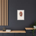 Anatomical Kidney Wall Art | Luxury Nephrology Canvas Print | Museum-Inspired Fine Art