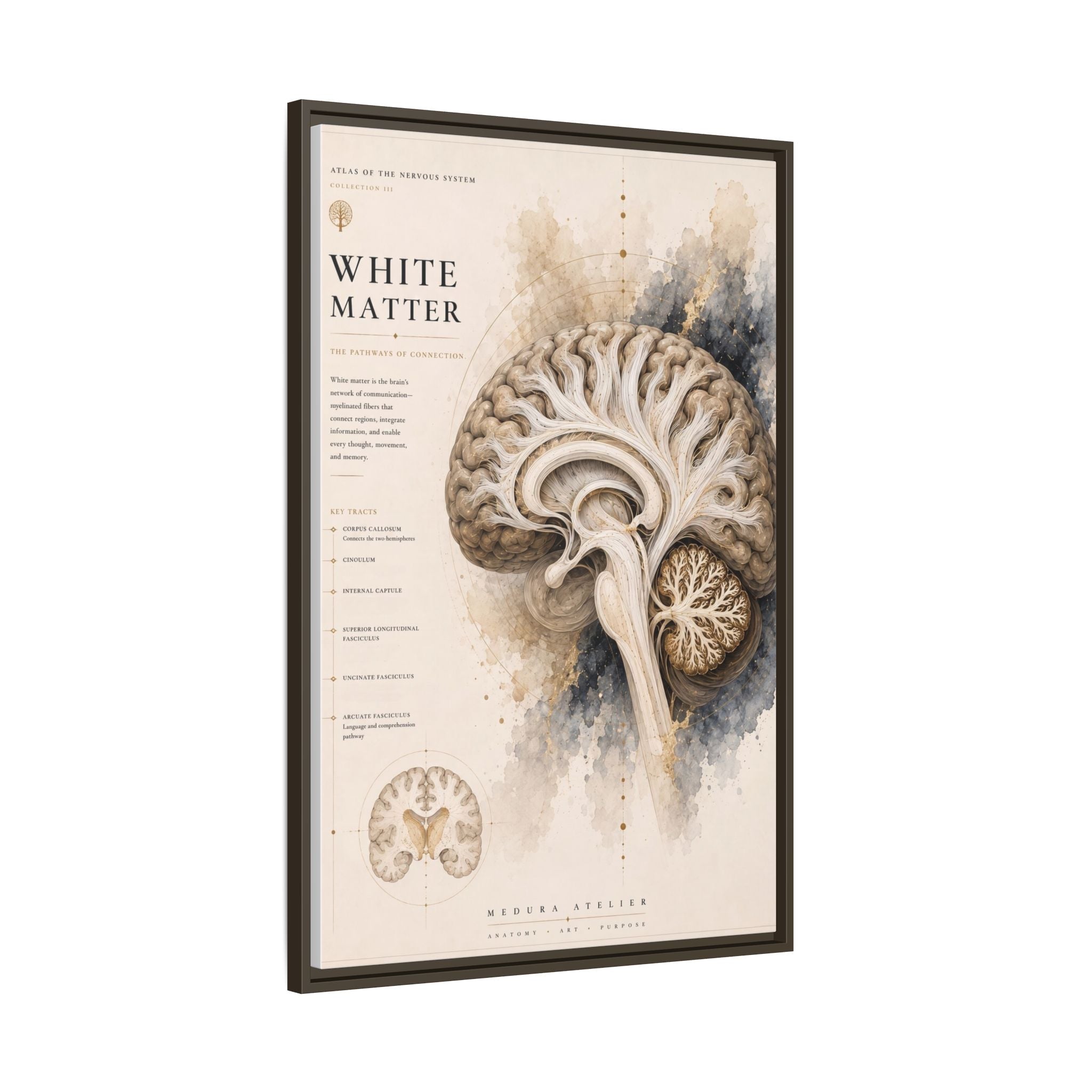 White Matter Brain Wall Art | Luxury Neuroscience Canvas Print | Museum-Inspired Fine Art