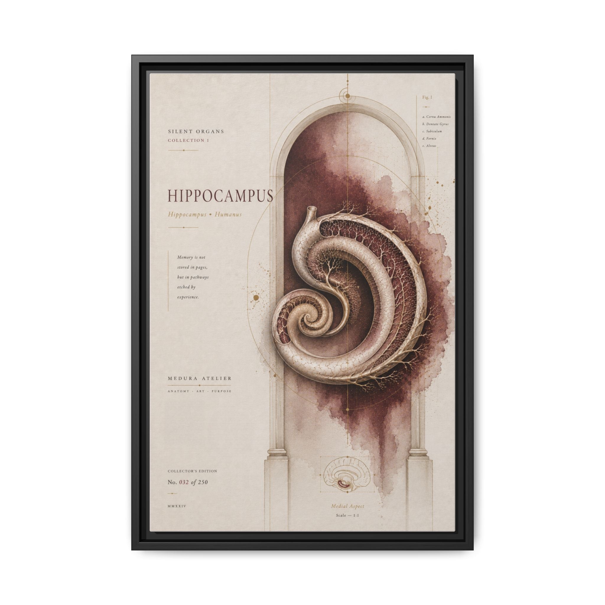 Silent Organs – Hippocampus Wall Art | Luxury Neuroscience Canvas Print | Museum-Inspired Fine Art