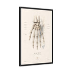 Anatomical Hand Skeleton Wall Art | Luxury Orthopaedic Canvas Print | Museum-Inspired Fine Art