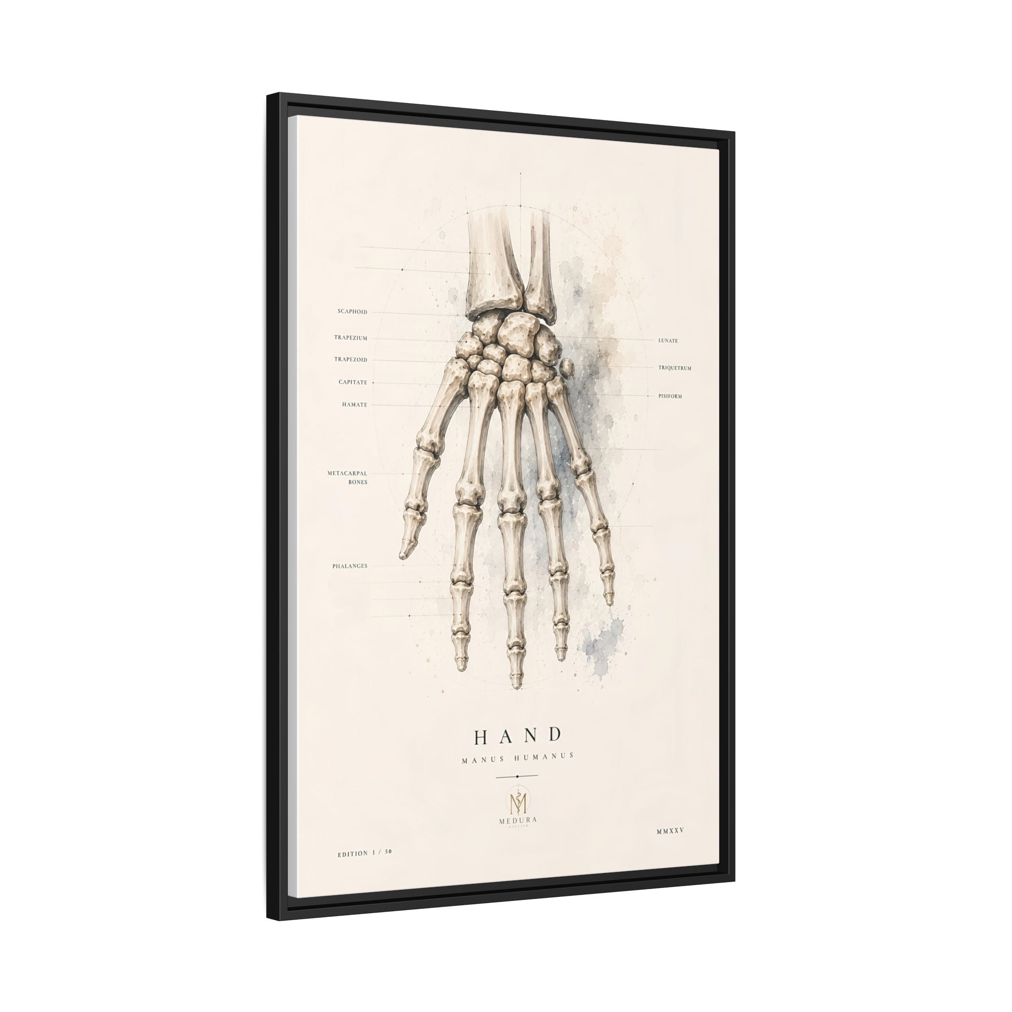 Anatomical Hand Skeleton Wall Art | Luxury Orthopaedic Canvas Print | Museum-Inspired Fine Art