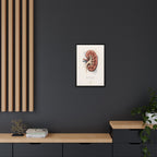 Anatomical Kidney Wall Art | Luxury Nephrology Canvas Print | Museum-Inspired Fine Art