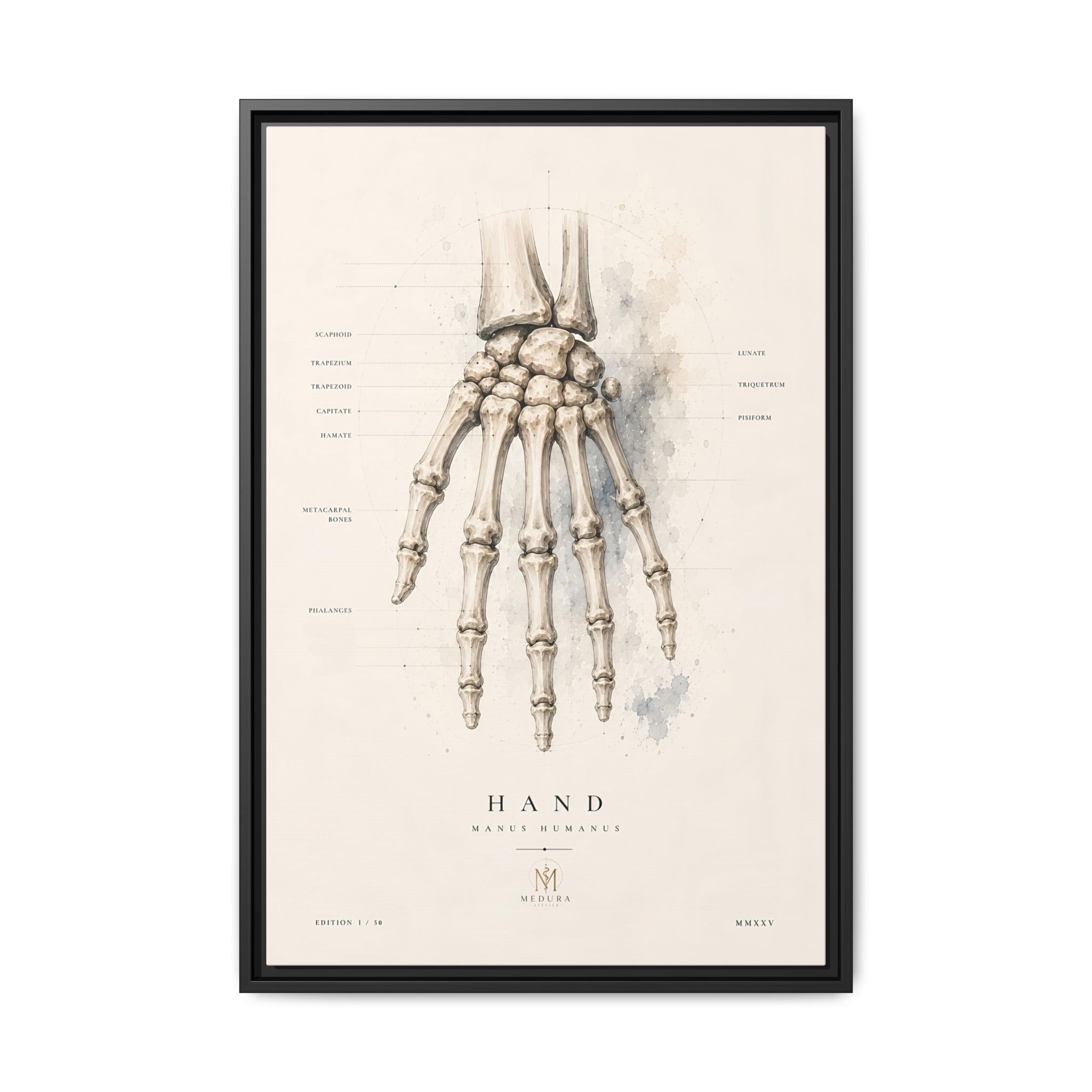 Anatomical Hand Skeleton Wall Art | Luxury Orthopaedic Canvas Print | Museum-Inspired Fine Art