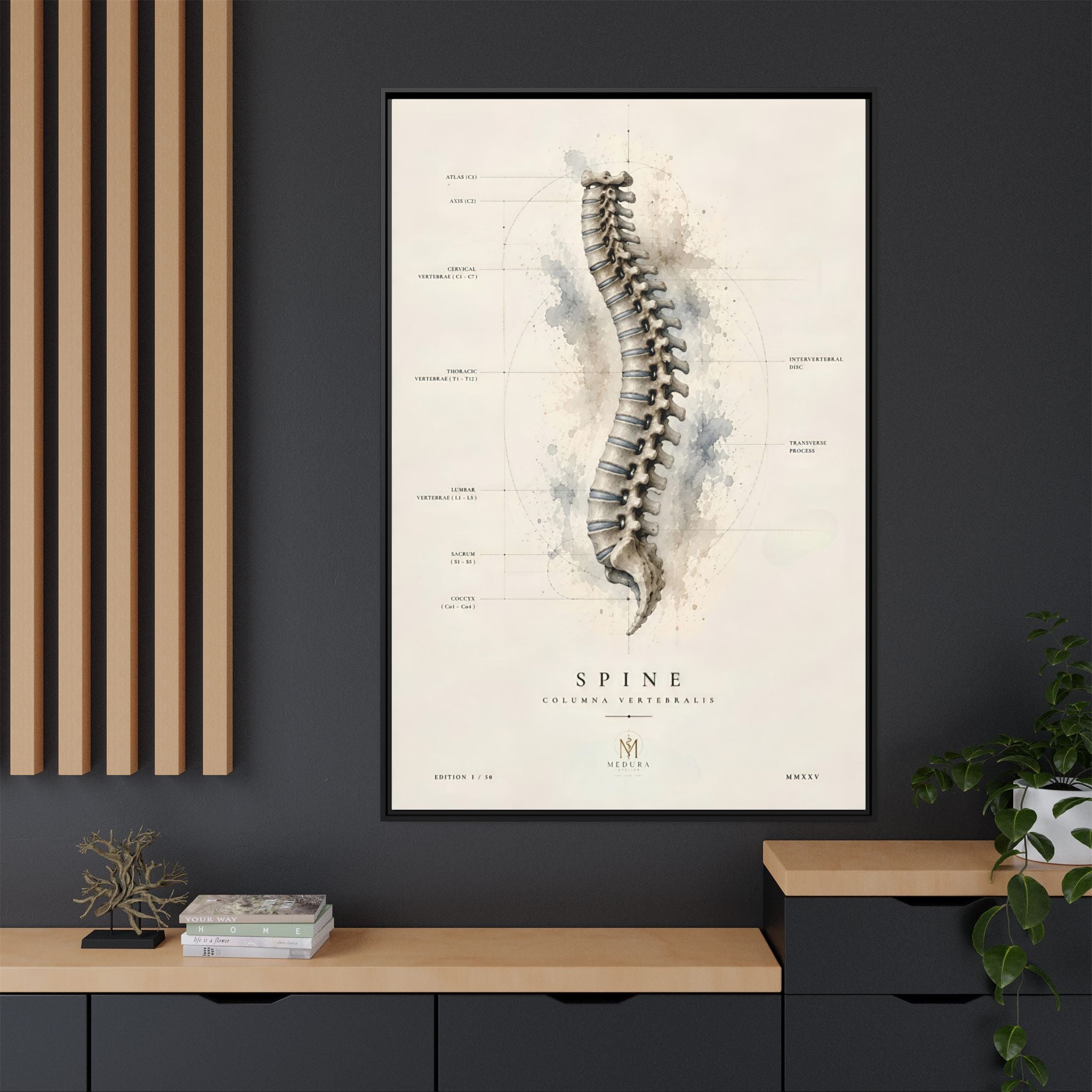 Anatomical Spine Wall Art | Luxury Vertebral Column Canvas Print | Museum-Inspired Fine Art