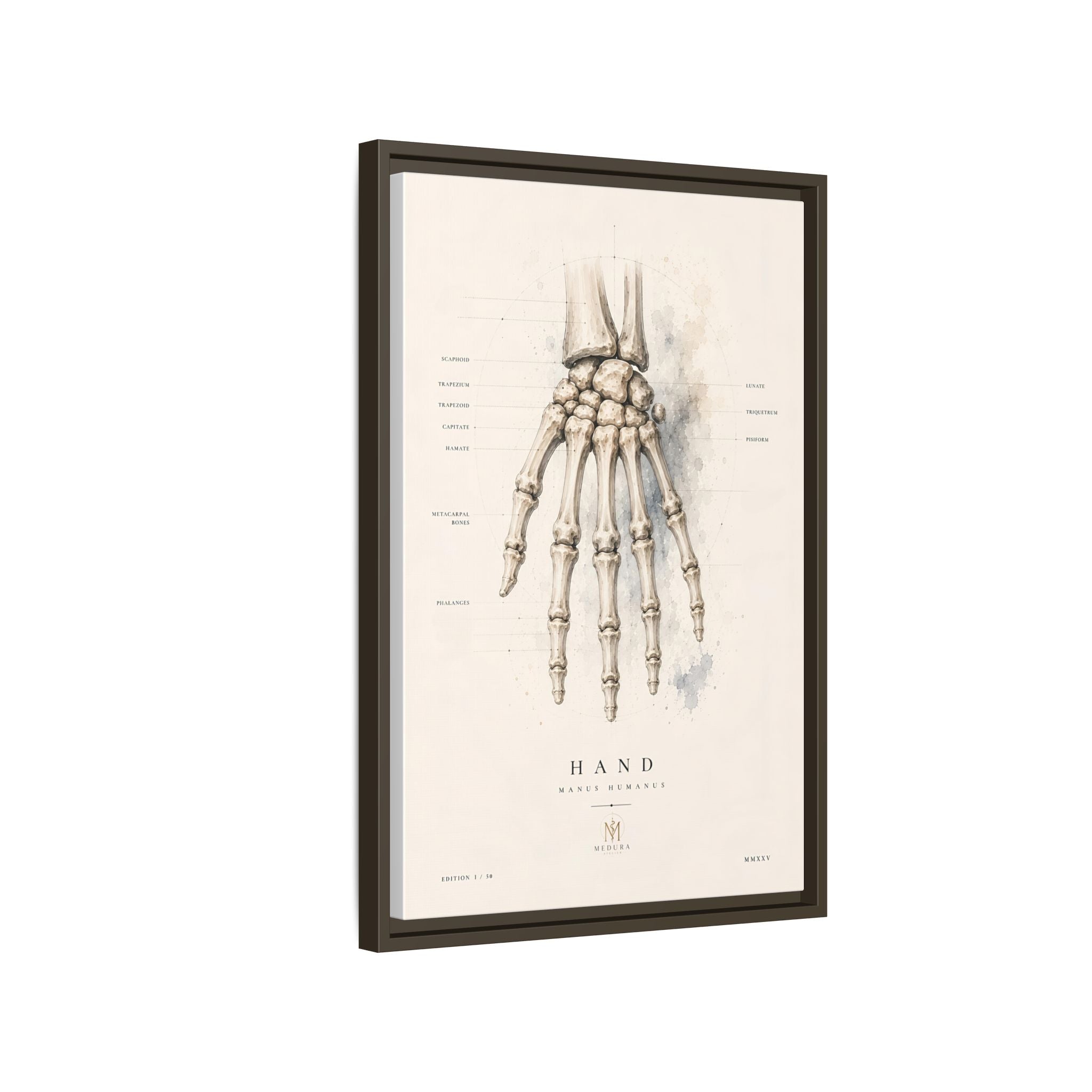 Anatomical Hand Skeleton Wall Art | Luxury Orthopaedic Canvas Print | Museum-Inspired Fine Art