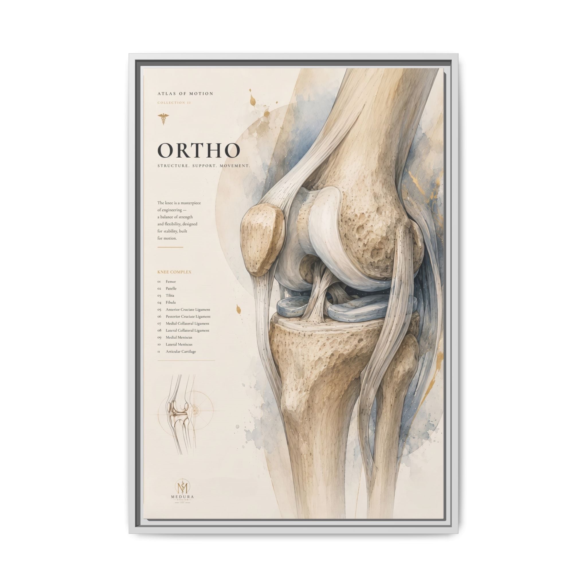Orthopaedic Knee Anatomy Wall Art | Luxury Orthopedic Canvas Print | Museum-Inspired Fine Art