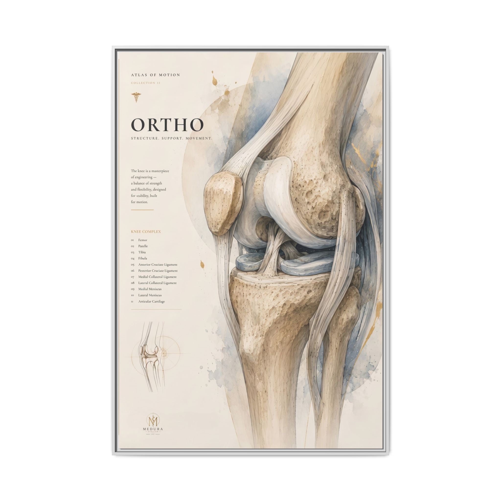 Orthopaedic Knee Anatomy Wall Art | Luxury Orthopedic Canvas Print | Museum-Inspired Fine Art