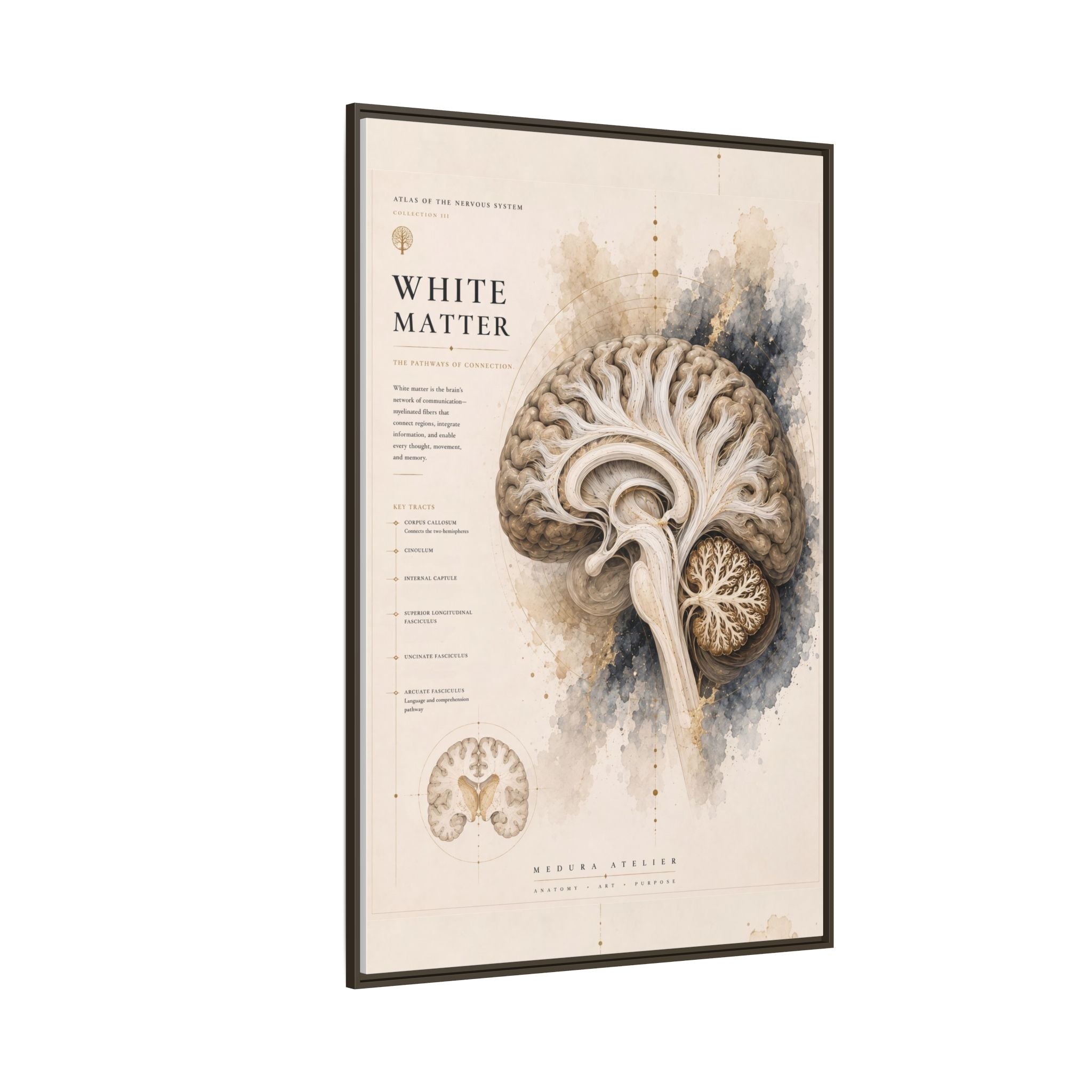 White Matter Brain Wall Art | Luxury Neuroscience Canvas Print | Museum-Inspired Fine Art