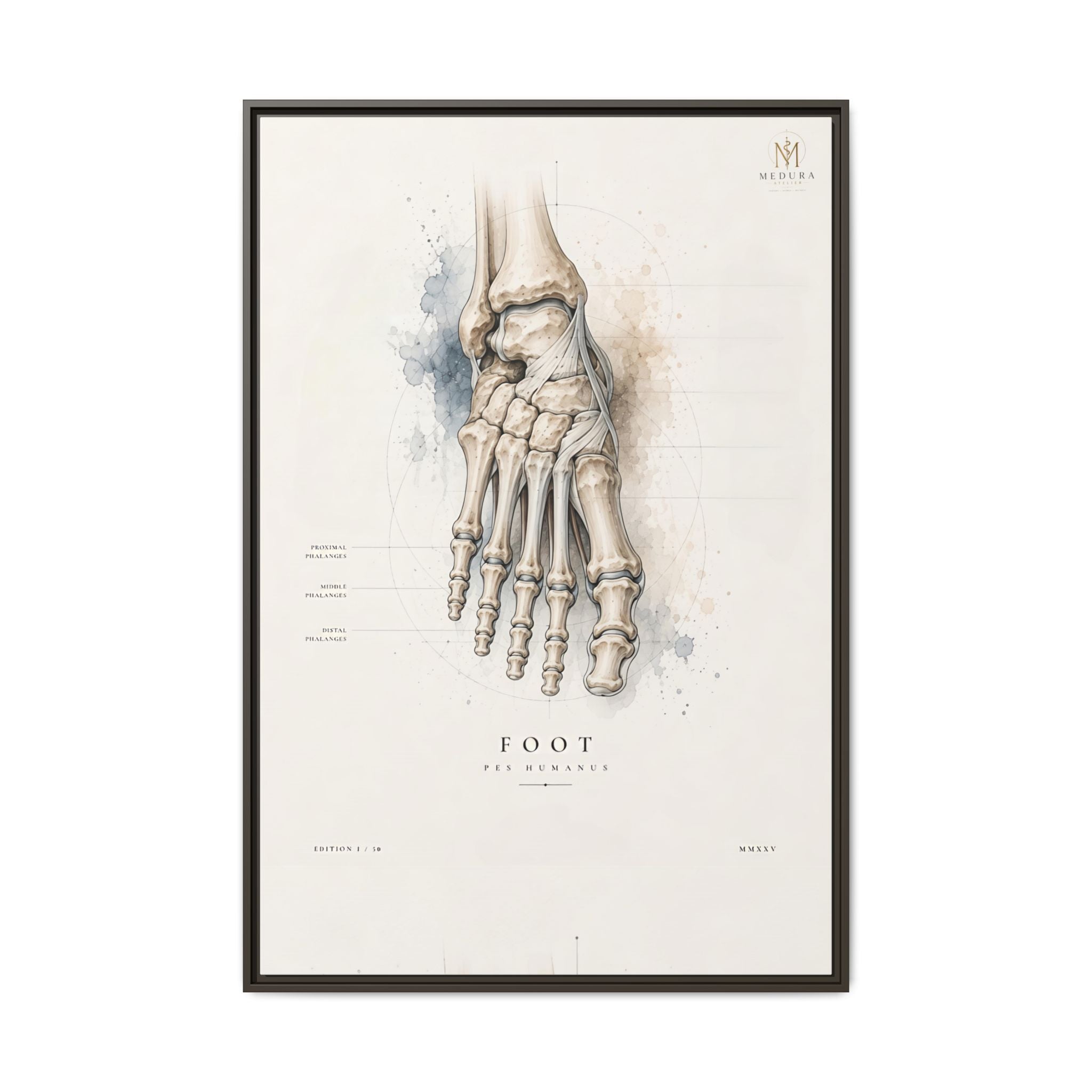 Anatomical Foot Skeleton Wall Art | Luxury Podiatry Canvas Print | Museum-Inspired Fine Art
