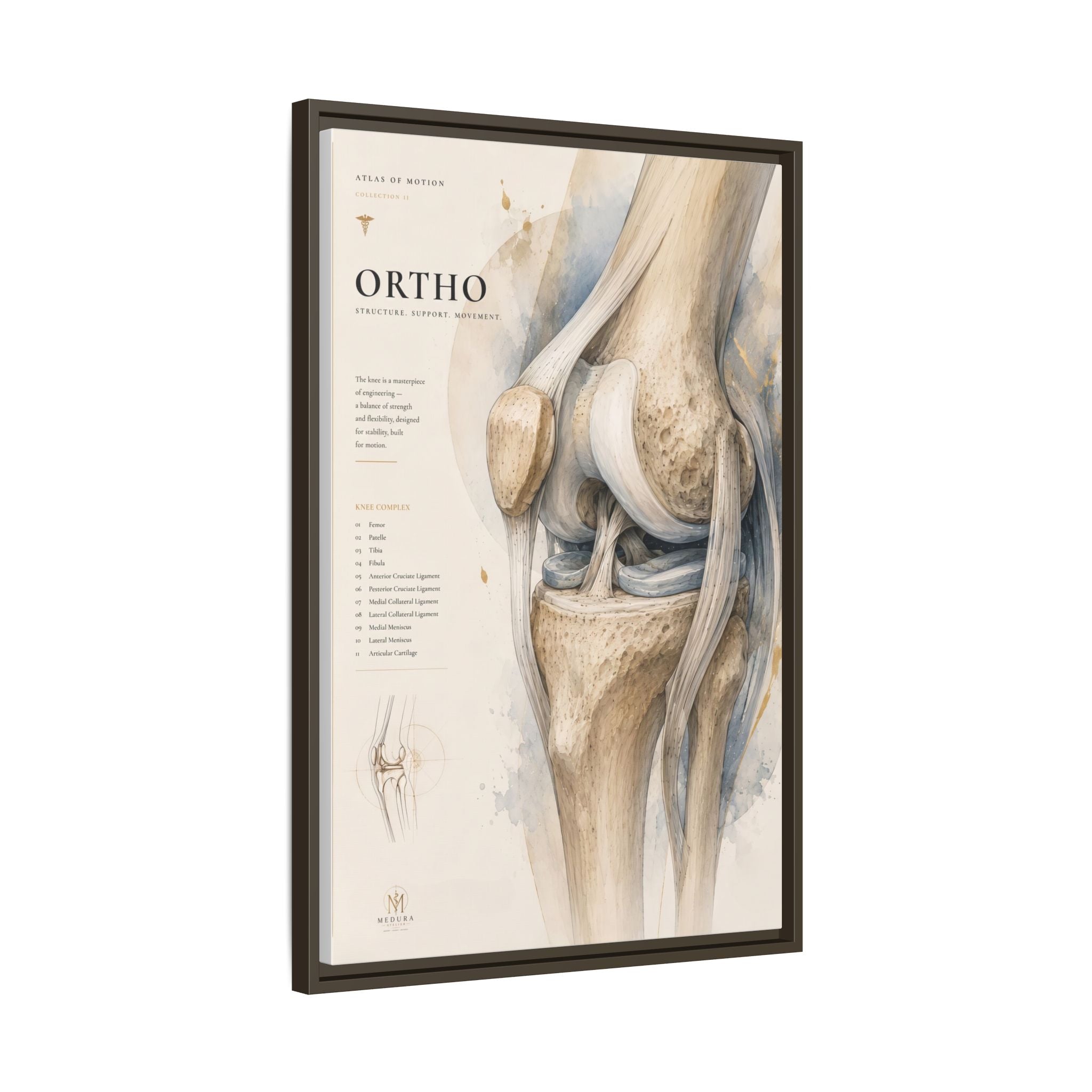 Orthopaedic Knee Anatomy Wall Art | Luxury Orthopedic Canvas Print | Museum-Inspired Fine Art