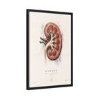 Anatomical Kidney Wall Art | Luxury Nephrology Canvas Print | Museum-Inspired Fine Art