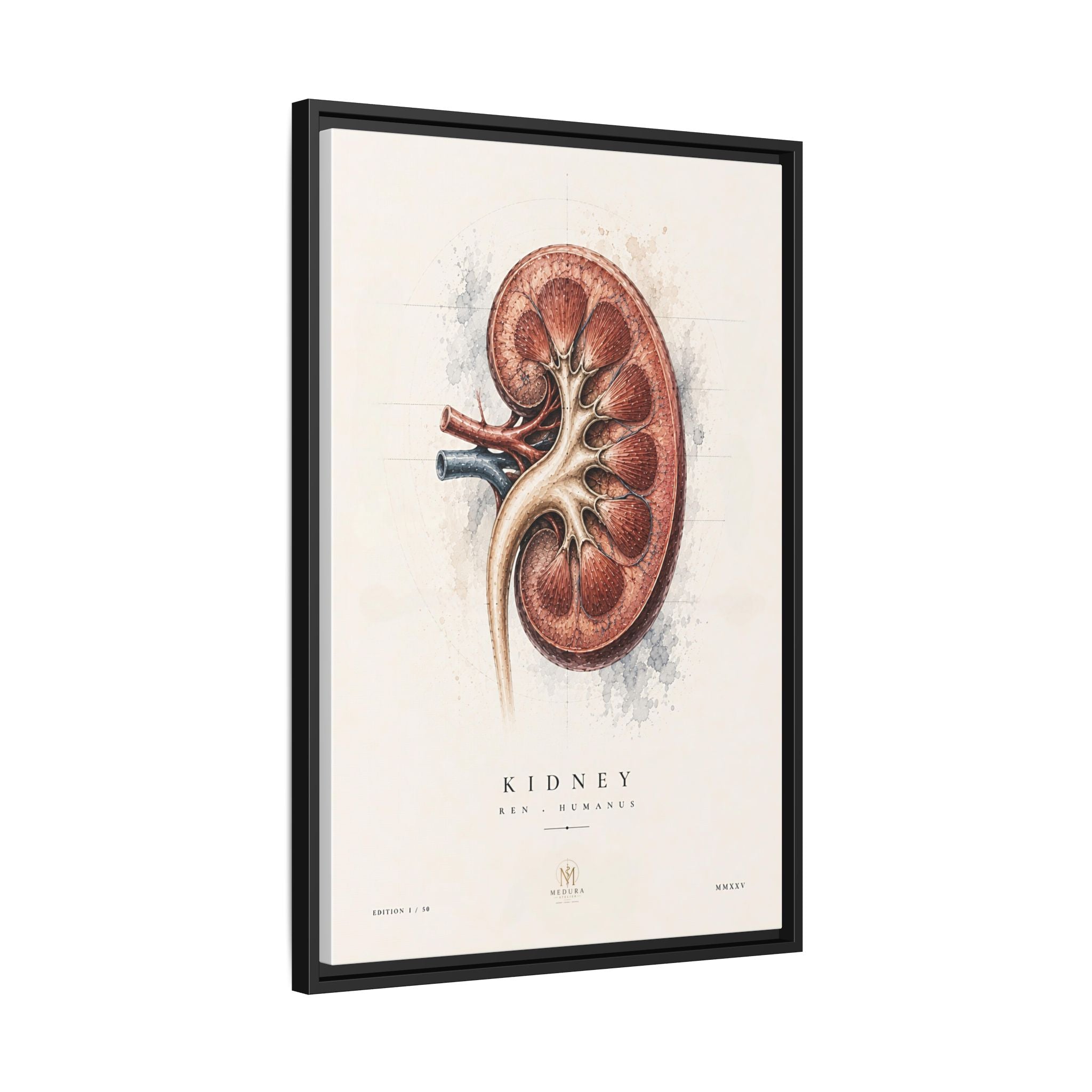 Anatomical Kidney Wall Art | Luxury Nephrology Canvas Print | Museum-Inspired Fine Art