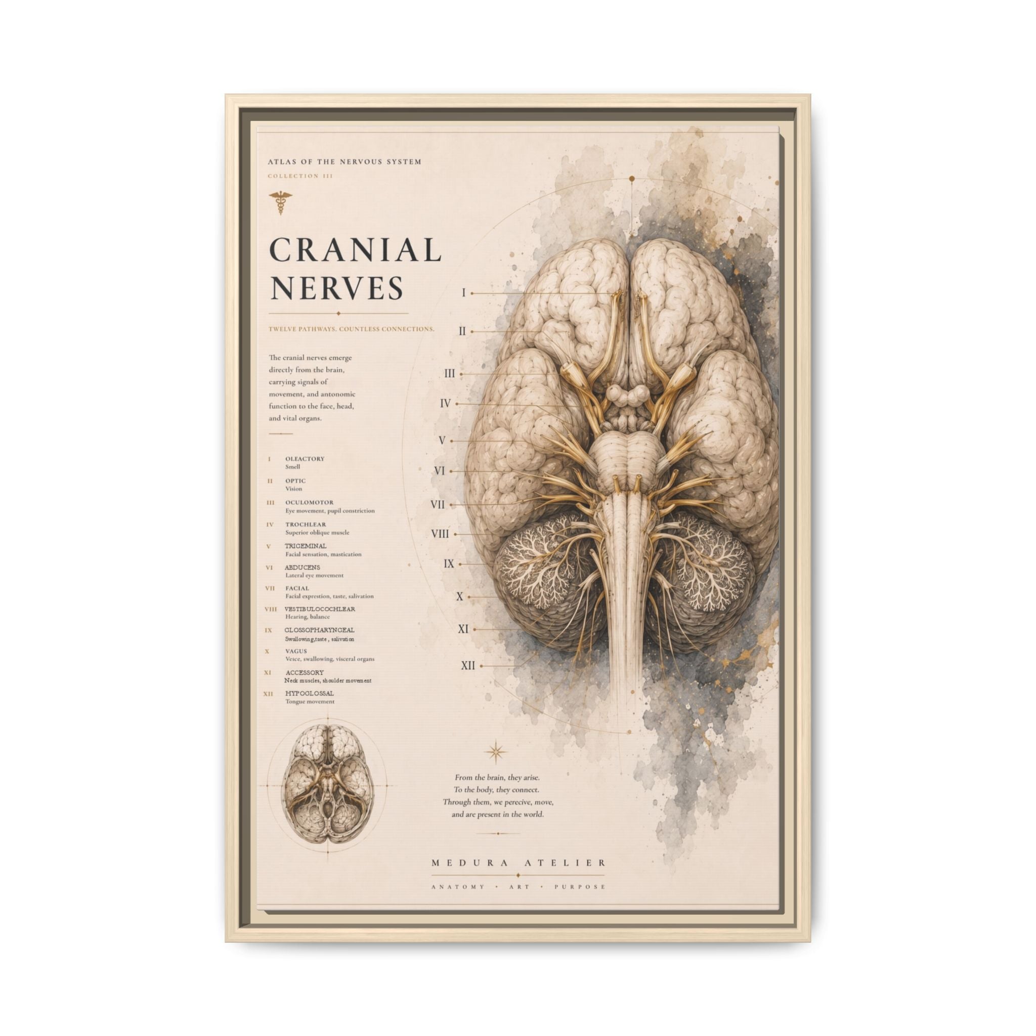 White Matter Brain Wall Art | Luxury Neuroscience Canvas Print | Museum-Inspired Fine Art