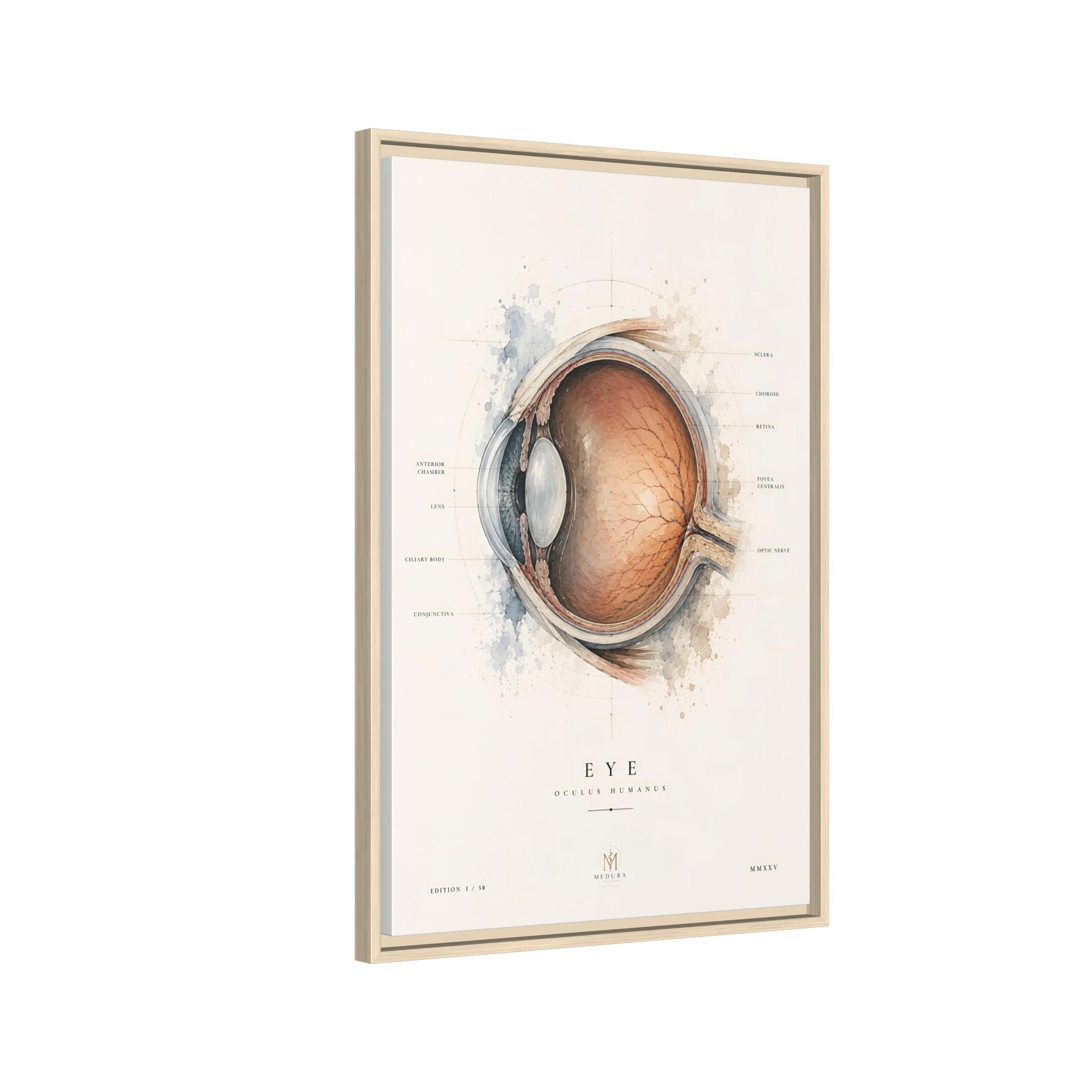 Anatomical Eye Canvas Print | Luxury Ophthalmology Wall Art | Museum-Inspired Medical Decor
