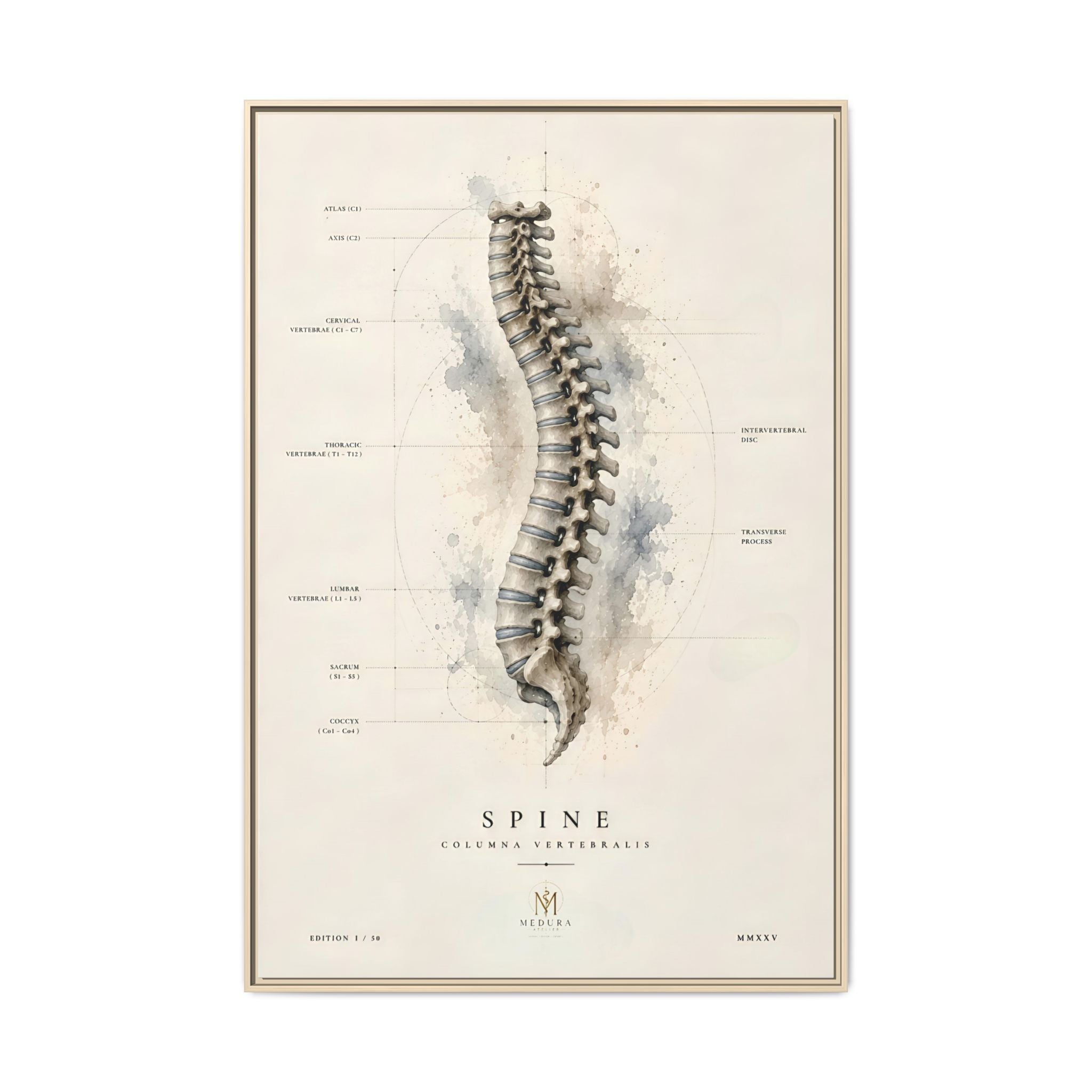 Anatomical Spine Wall Art | Luxury Vertebral Column Canvas Print | Museum-Inspired Fine Art