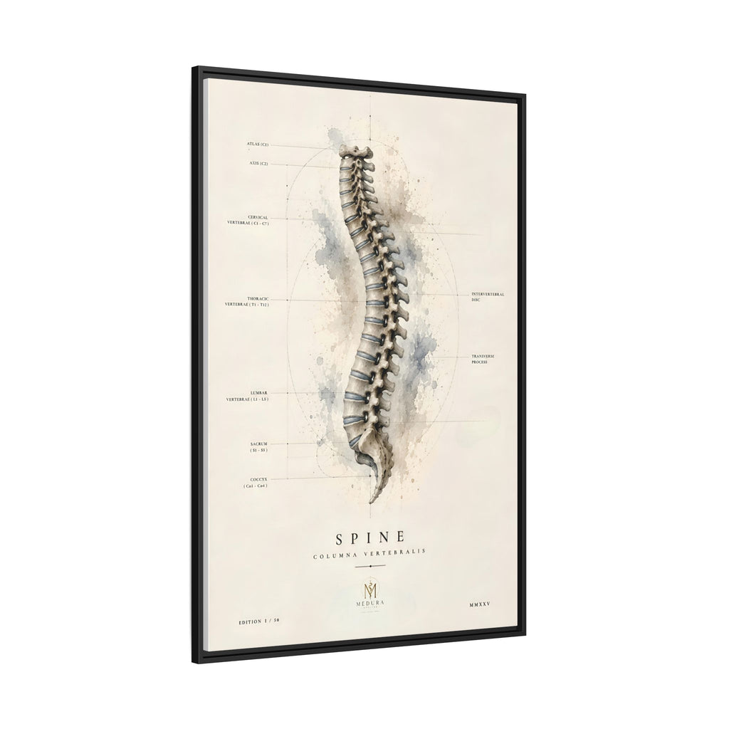 Anatomical Spine Wall Art | Luxury Vertebral Column Canvas Print | Museum-Inspired Fine Art