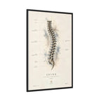 Anatomical Spine Wall Art | Luxury Vertebral Column Canvas Print | Museum-Inspired Fine Art