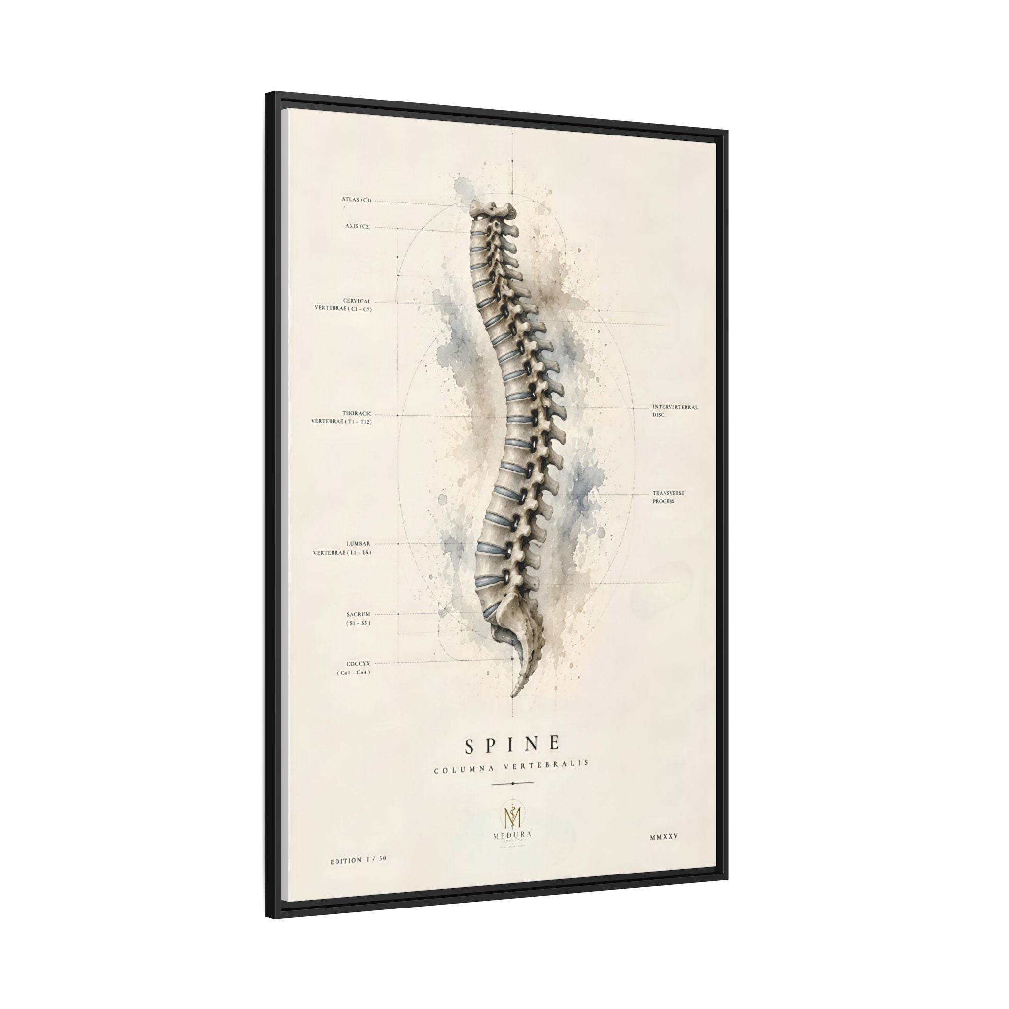 Anatomical Spine Wall Art | Luxury Vertebral Column Canvas Print | Museum-Inspired Fine Art