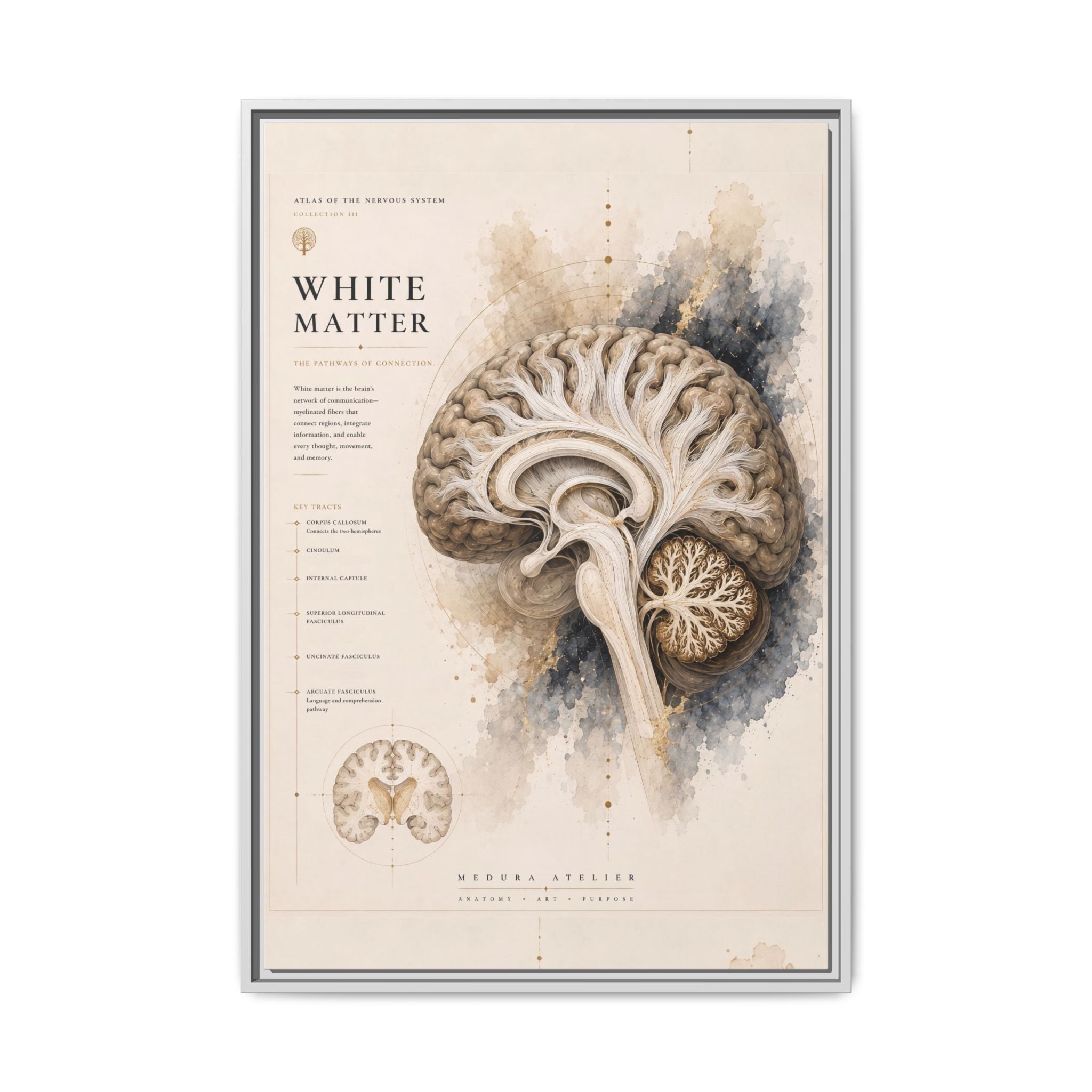 White Matter Brain Wall Art | Luxury Neuroscience Canvas Print | Museum-Inspired Fine Art
