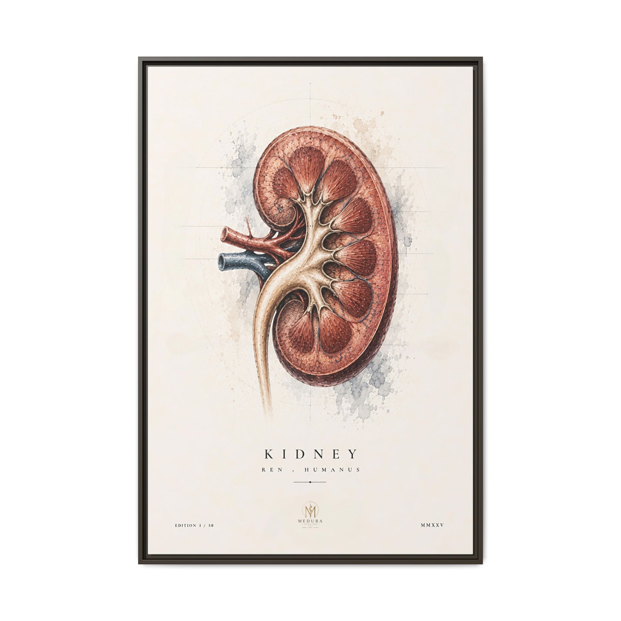 Anatomical Kidney Wall Art | Luxury Nephrology Canvas Print | Museum-Inspired Fine Art