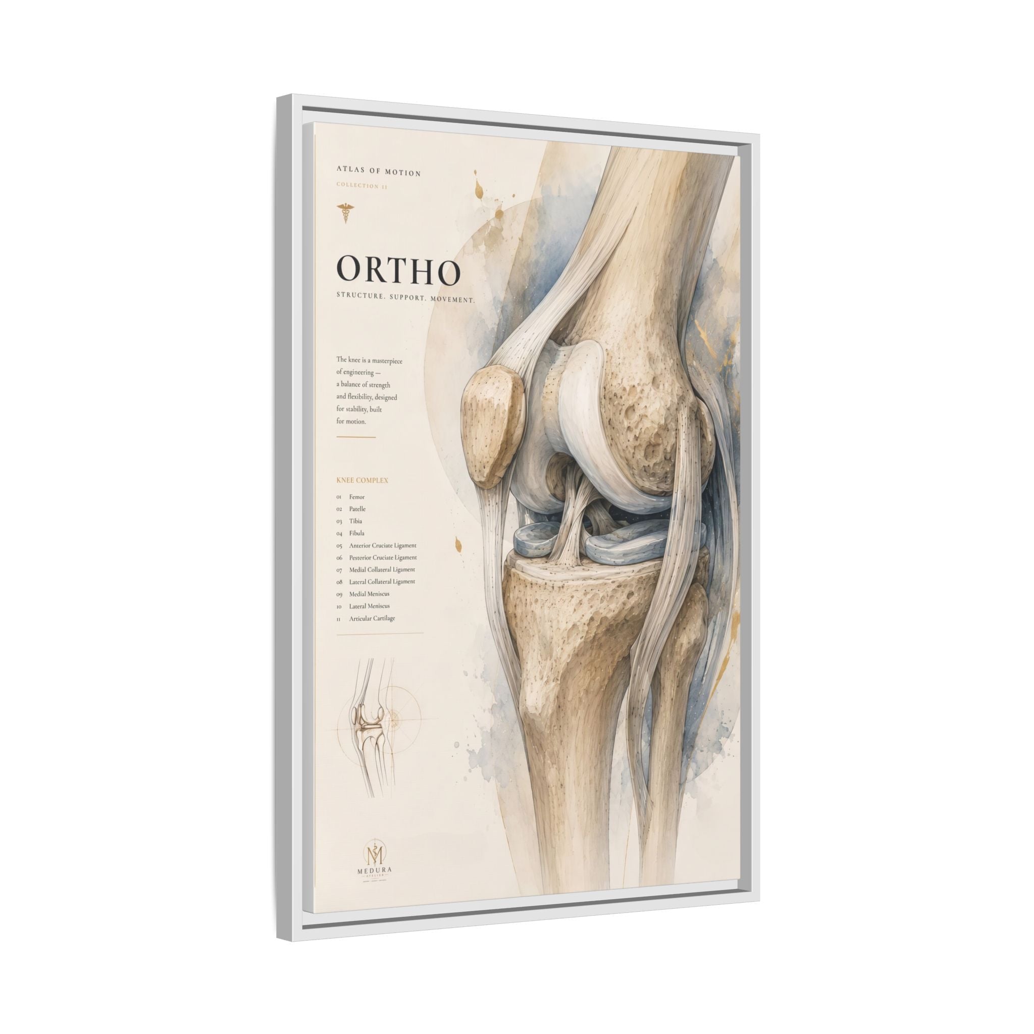Orthopaedic Knee Anatomy Wall Art | Luxury Orthopedic Canvas Print | Museum-Inspired Fine Art