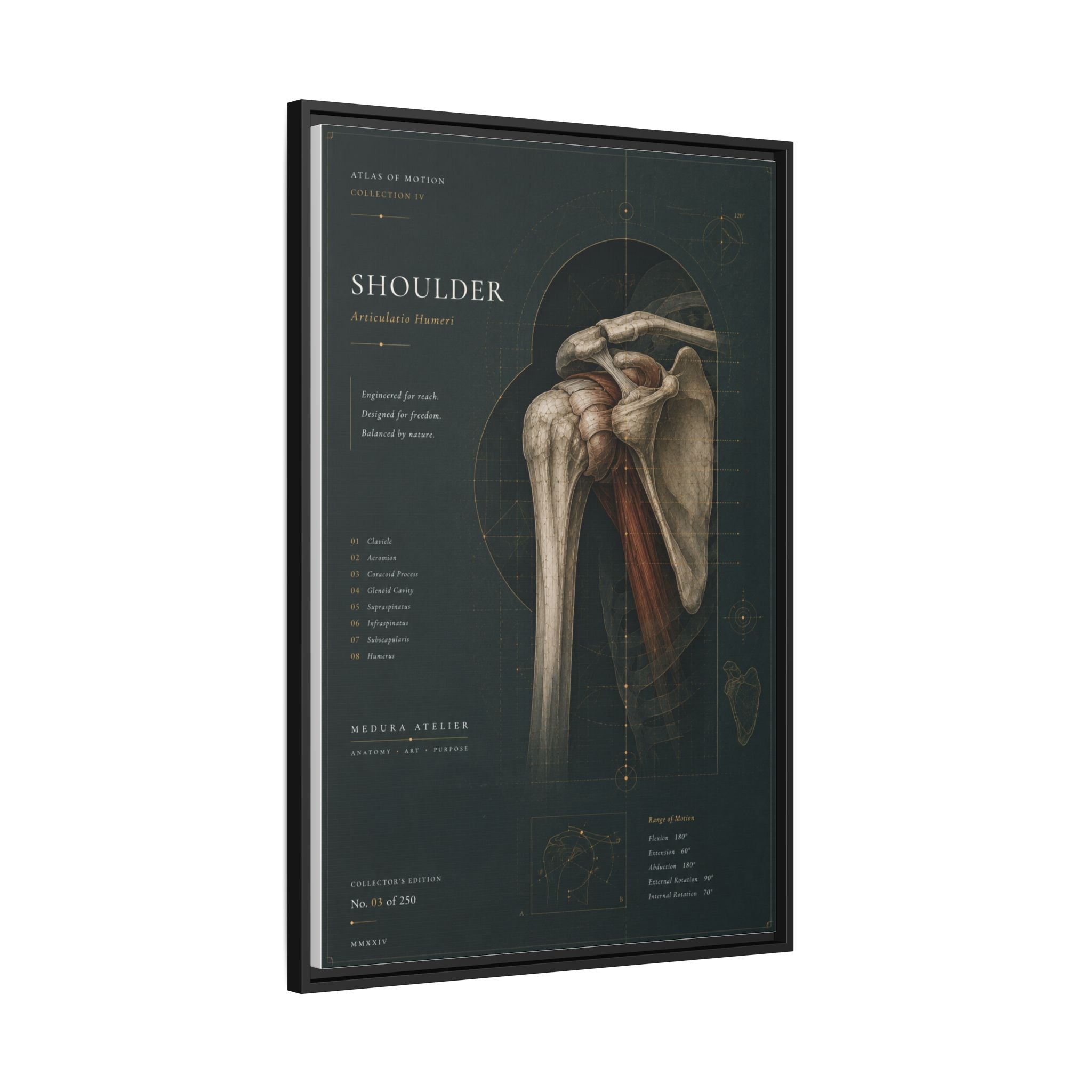 Copy of Atlas of Motion – Knee Wall Art | Luxury Orthopedic Canvas Print | Museum-Inspired Fine Art