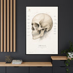 Anatomical Skull Wall Art | Luxury Medical Canvas Print | Museum-Inspired Fine Art