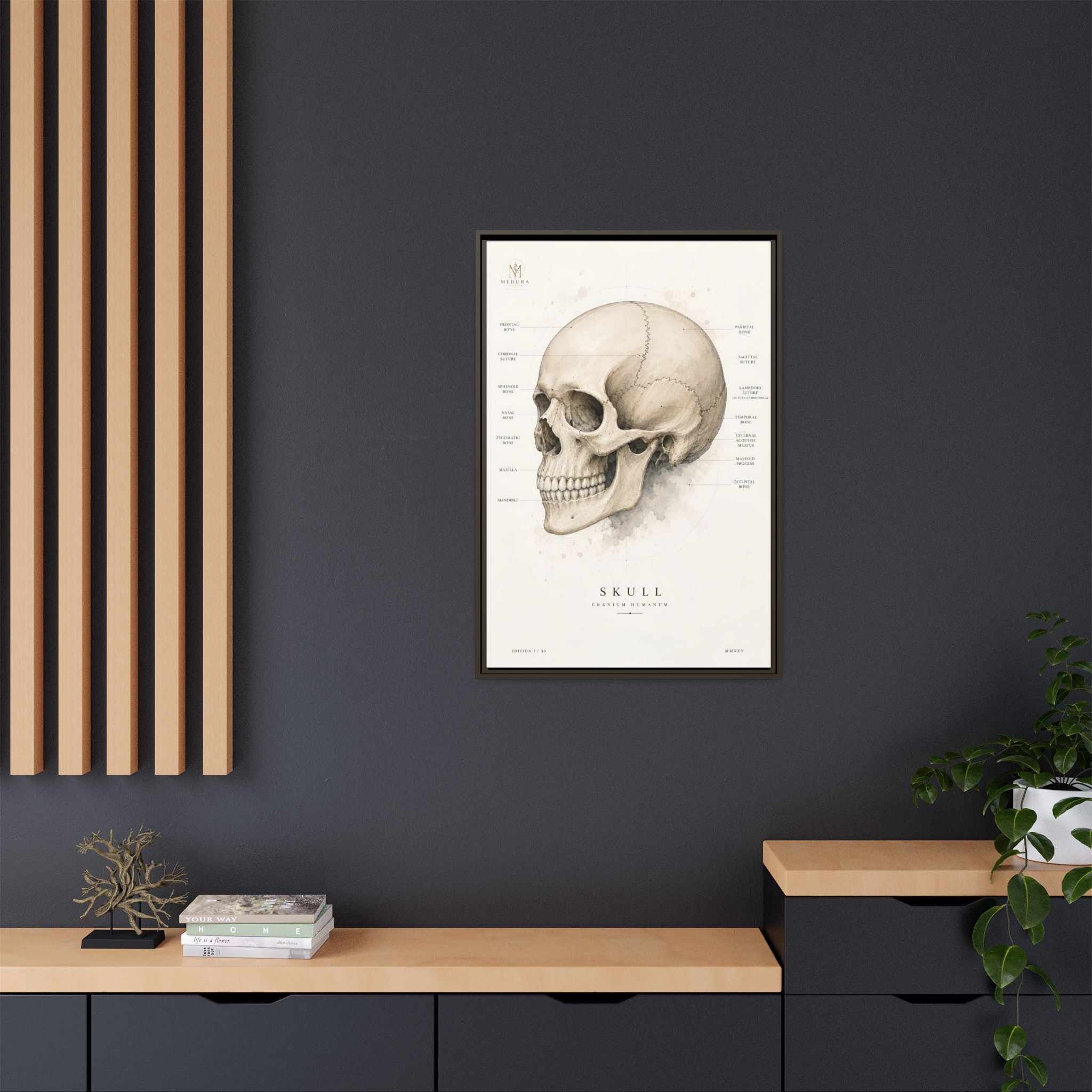Anatomical Skull Wall Art | Luxury Medical Canvas Print | Museum-Inspired Fine Art