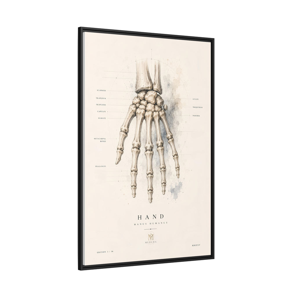 Anatomical Hand Skeleton Wall Art | Luxury Orthopaedic Canvas Print | Museum-Inspired Fine Art