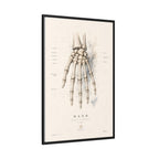 Anatomical Hand Skeleton Wall Art | Luxury Orthopaedic Canvas Print | Museum-Inspired Fine Art