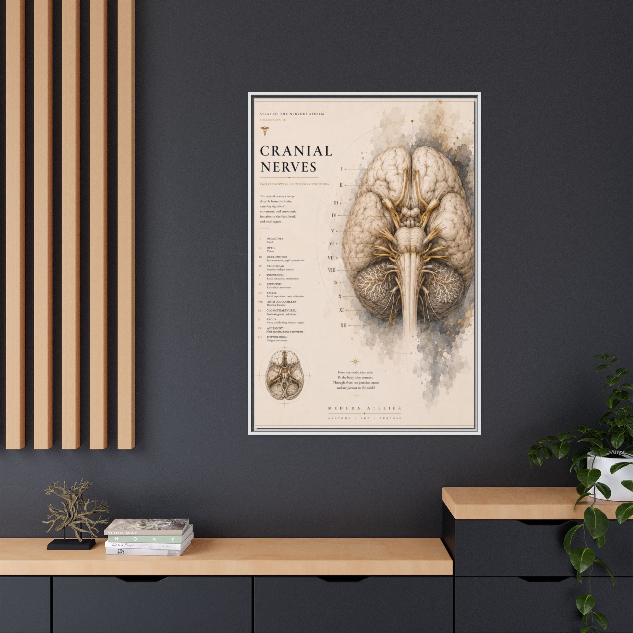 White Matter Brain Wall Art | Luxury Neuroscience Canvas Print | Museum-Inspired Fine Art