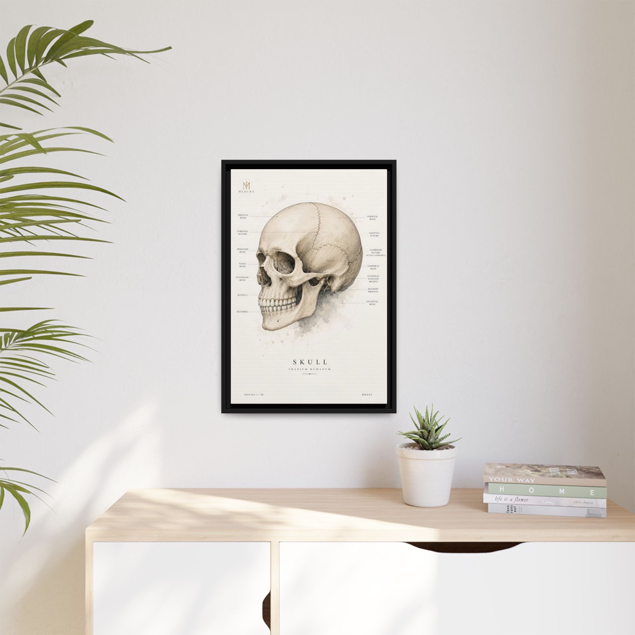Anatomical Skull Wall Art | Luxury Medical Canvas Print | Museum-Inspired Fine Art