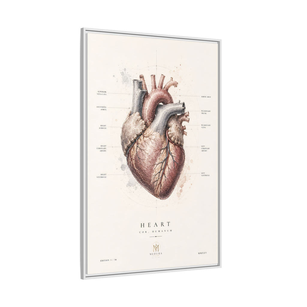 Anatomical Heart Wall Art | Luxury Medical Canvas Print | Museum-Inspired Fine Art