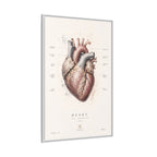 Anatomical Heart Wall Art | Luxury Medical Canvas Print | Museum-Inspired Fine Art