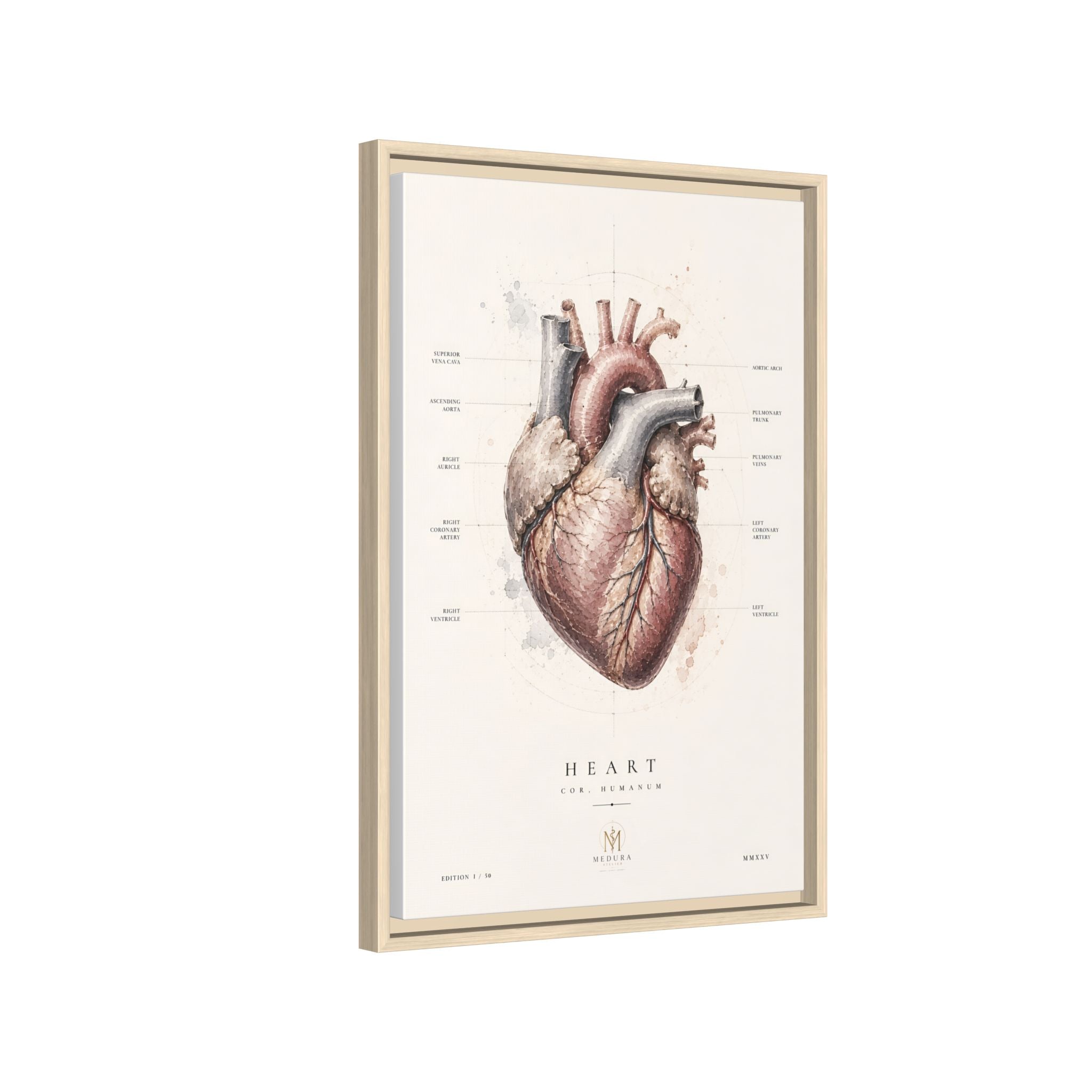 Anatomical Heart Wall Art | Luxury Medical Canvas Print | Museum-Inspired Fine Art