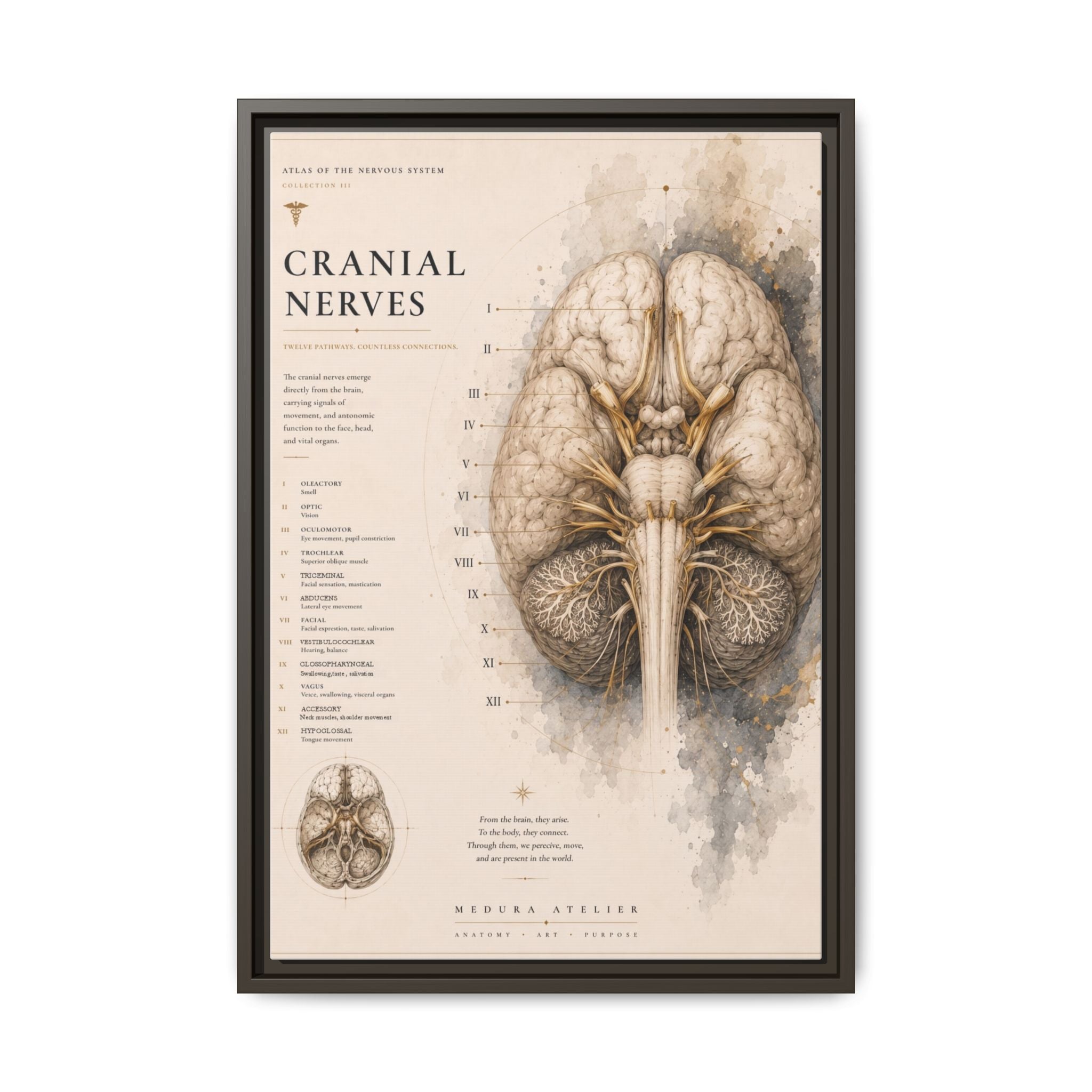 White Matter Brain Wall Art | Luxury Neuroscience Canvas Print | Museum-Inspired Fine Art