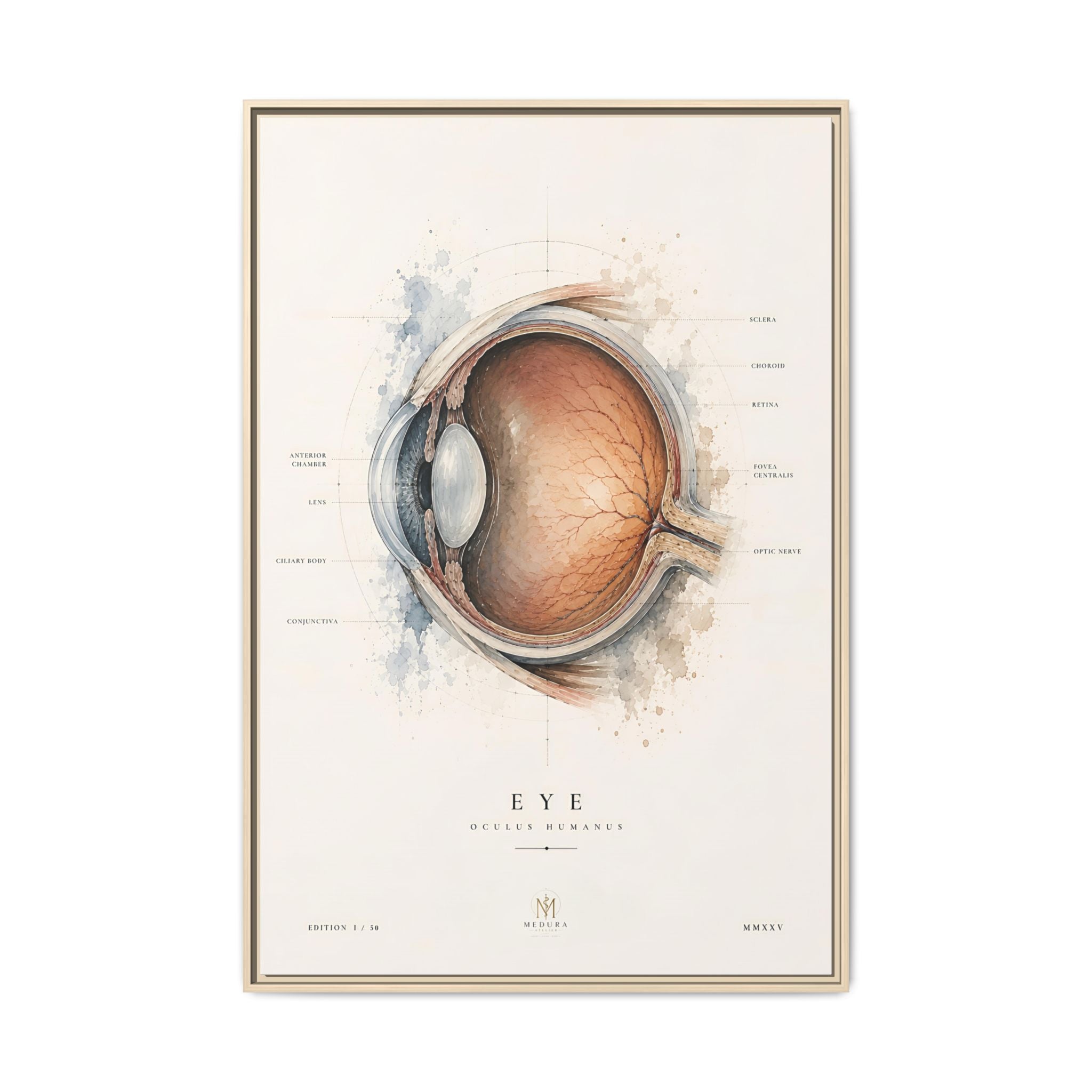 Anatomical Eye Canvas Print | Luxury Ophthalmology Wall Art | Museum-Inspired Medical Decor