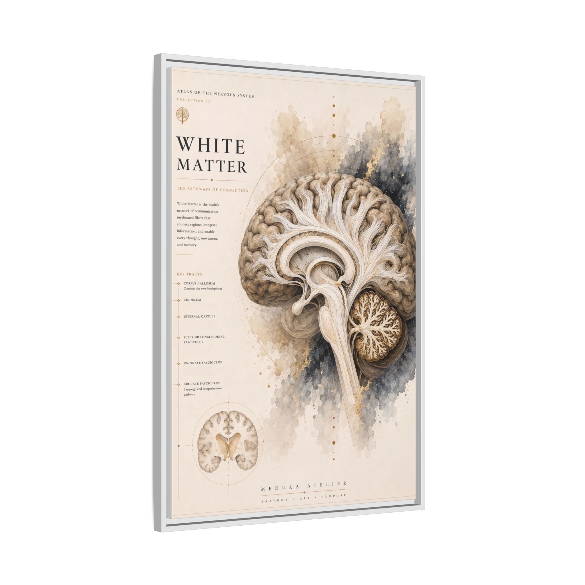 White Matter Brain Wall Art | Luxury Neuroscience Canvas Print | Museum-Inspired Fine Art