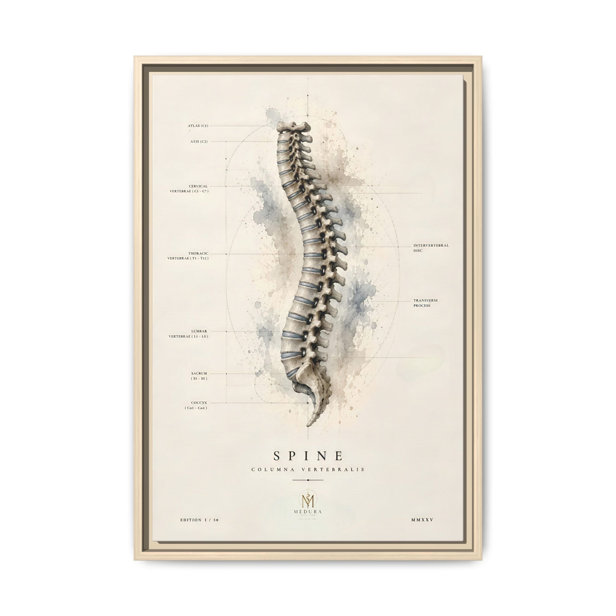 Anatomical Spine Wall Art | Luxury Vertebral Column Canvas Print | Museum-Inspired Fine Art