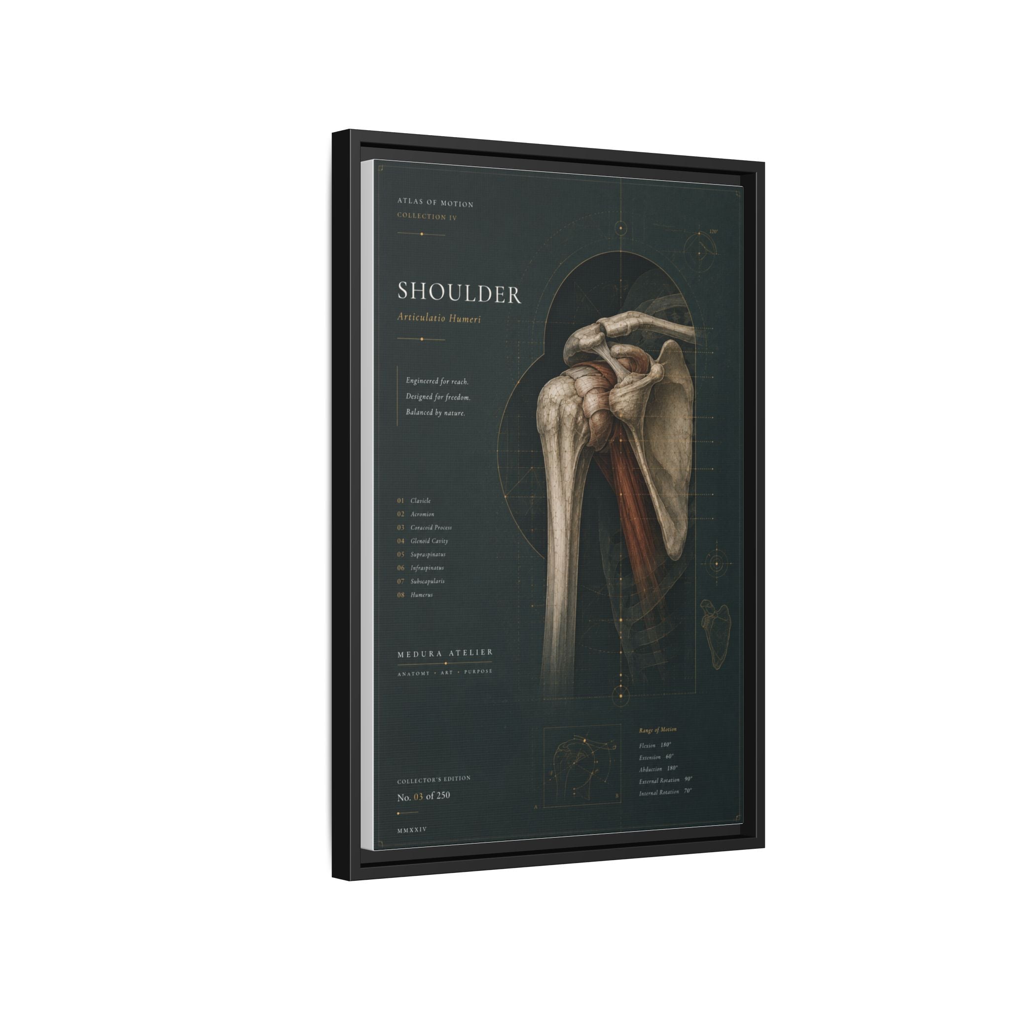 Copy of Atlas of Motion – Knee Wall Art | Luxury Orthopedic Canvas Print | Museum-Inspired Fine Art